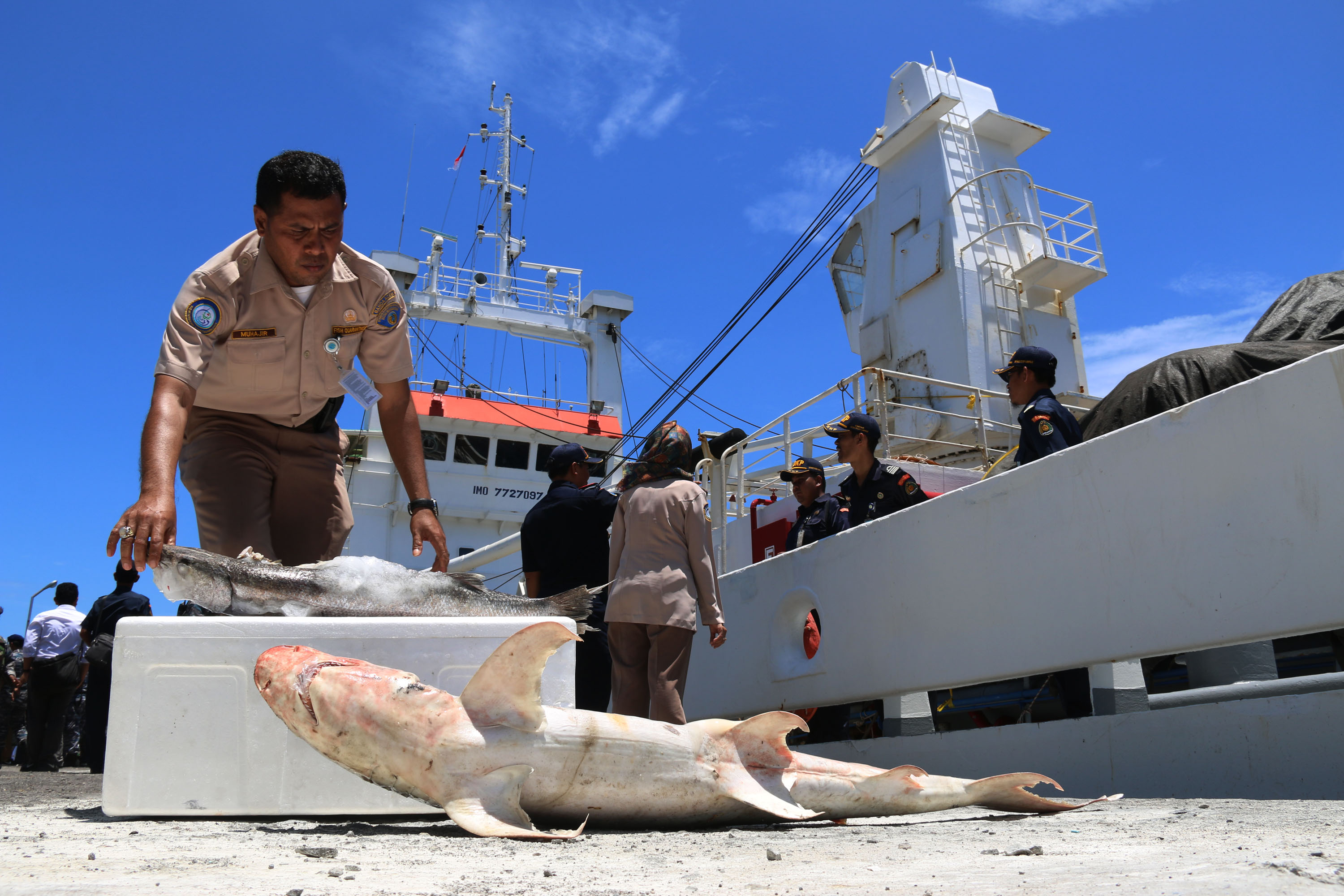 KKP Gagalkan Pengiriman 374,5 Kg Ikan Nyaris Punah
