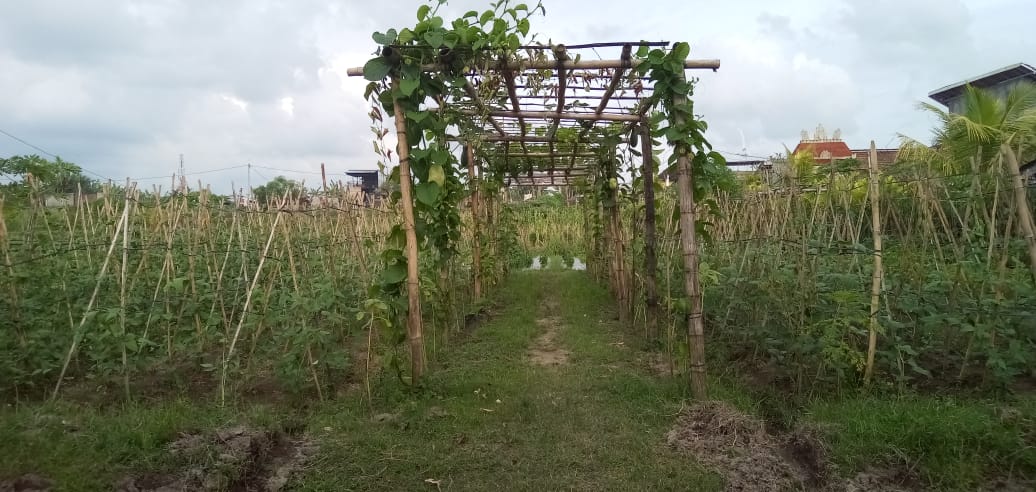 P2L tidak hanya bisa memenuhi kebutuhan pangan keluarga, tetapi juga bisa dijual untuk menambah pendapatan.