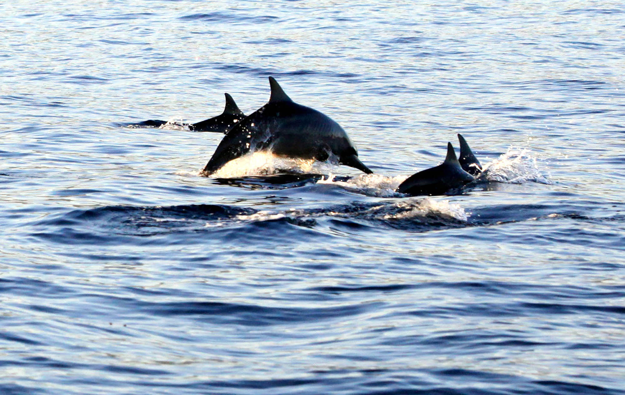 Lumba-lumba di Pantai Lovina, Buleleng, Bali Utara, Bali. Bupati Buleleng mengusulkan Pantai Lovina salah satu destinasi zona hijau.