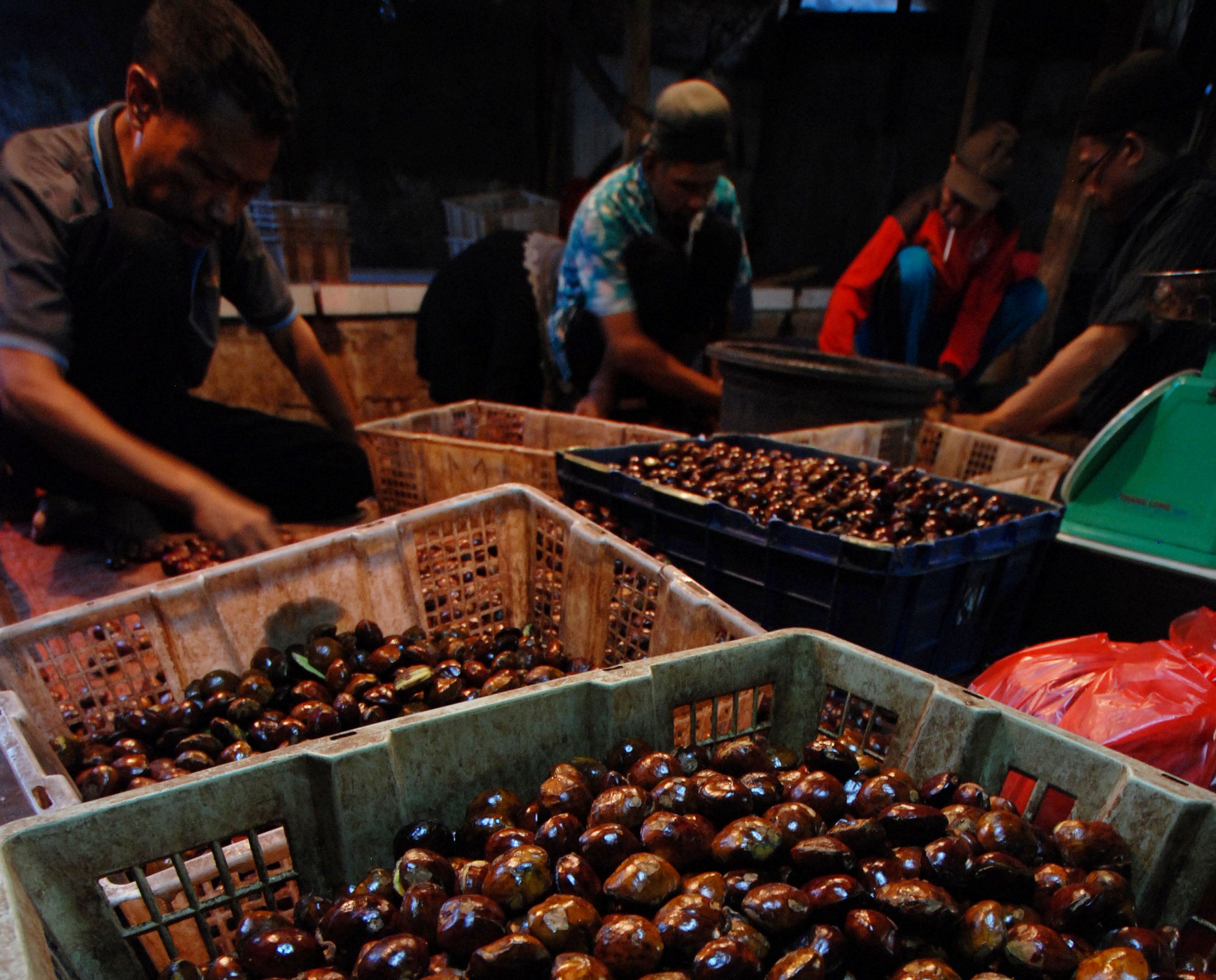 Petani sedang memilah-milah jengkol untuk diekspor ke Jepang. 
