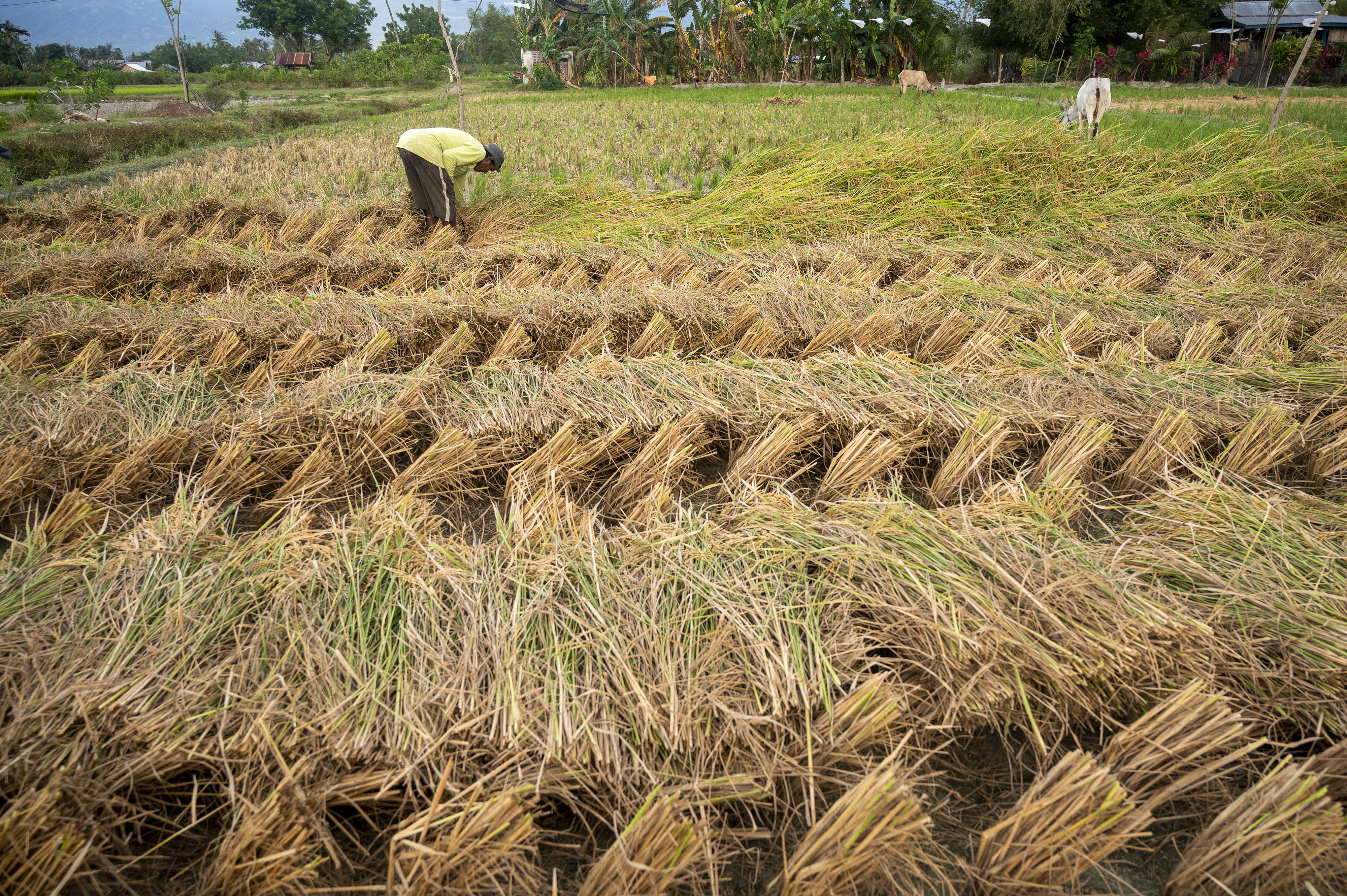 Kementan: 85 Kabupaten Alami Penurunan Harga Gabah