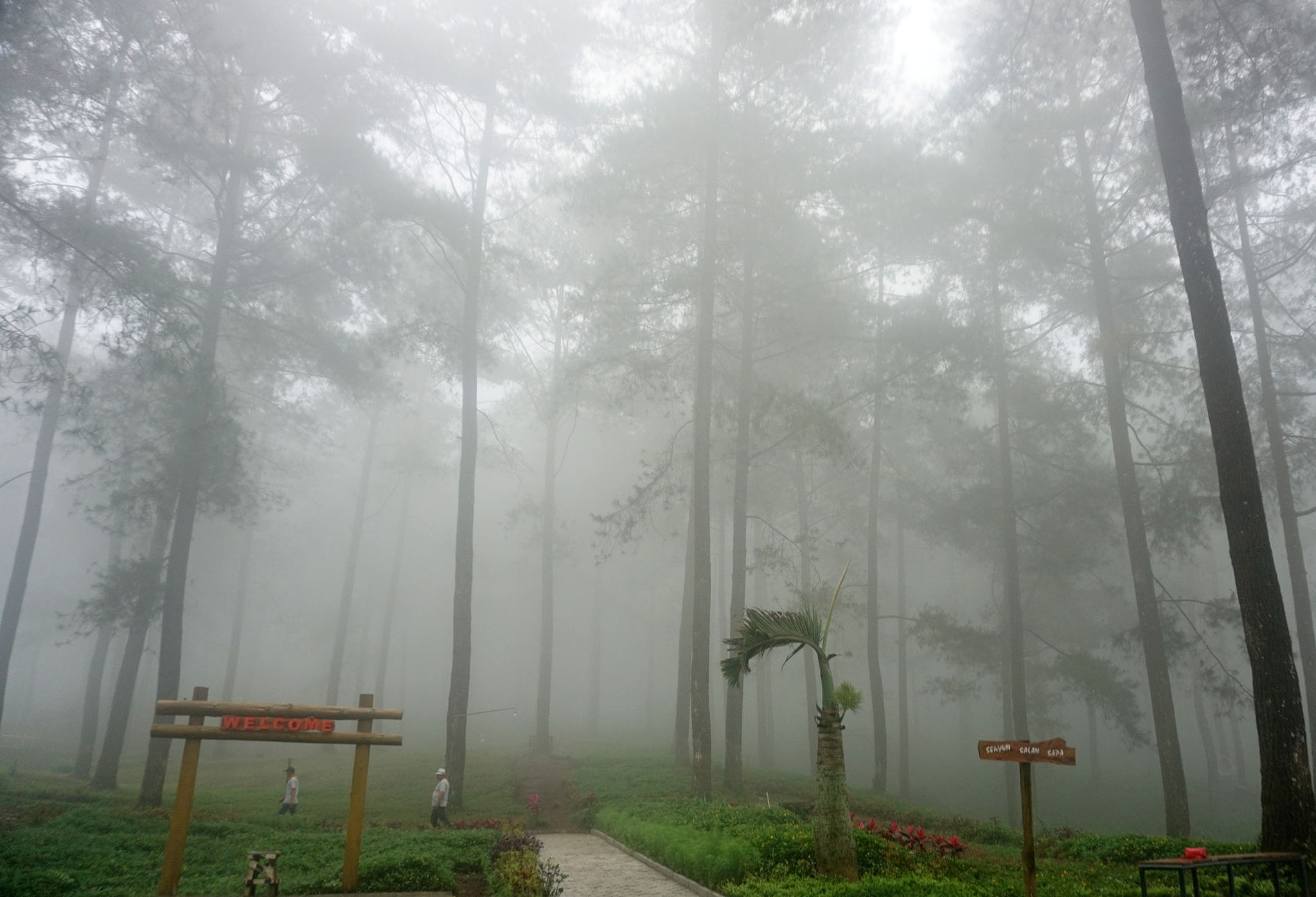 Wisatawan menikmati eksotiknya kawasan hutan pinus Limpakuwus di Desa Limpakuwus, Kecamatan Sumbang, Banyumas, Jawa Tengah.