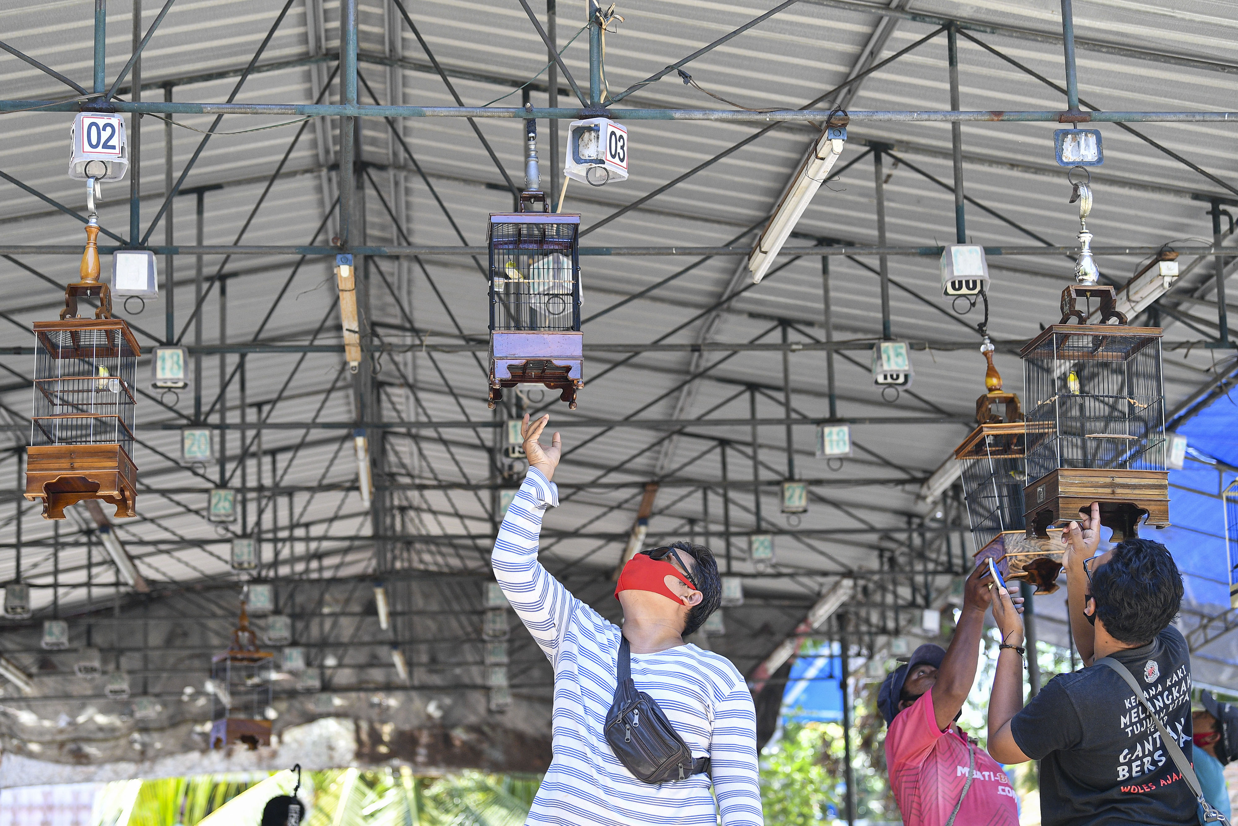 Ilustrasi lomba burung kicau 