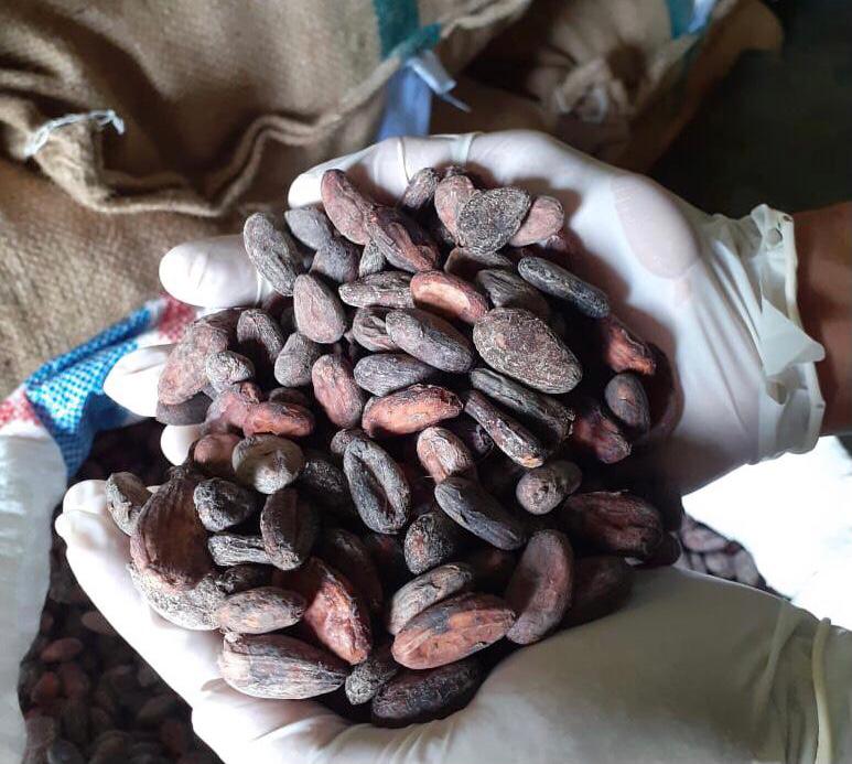 Ekspor Kakao Jembrana ke Jepang Terus Meningkat