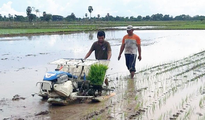 Petani Lebak, Banten sedang menanam padi di lahannya.