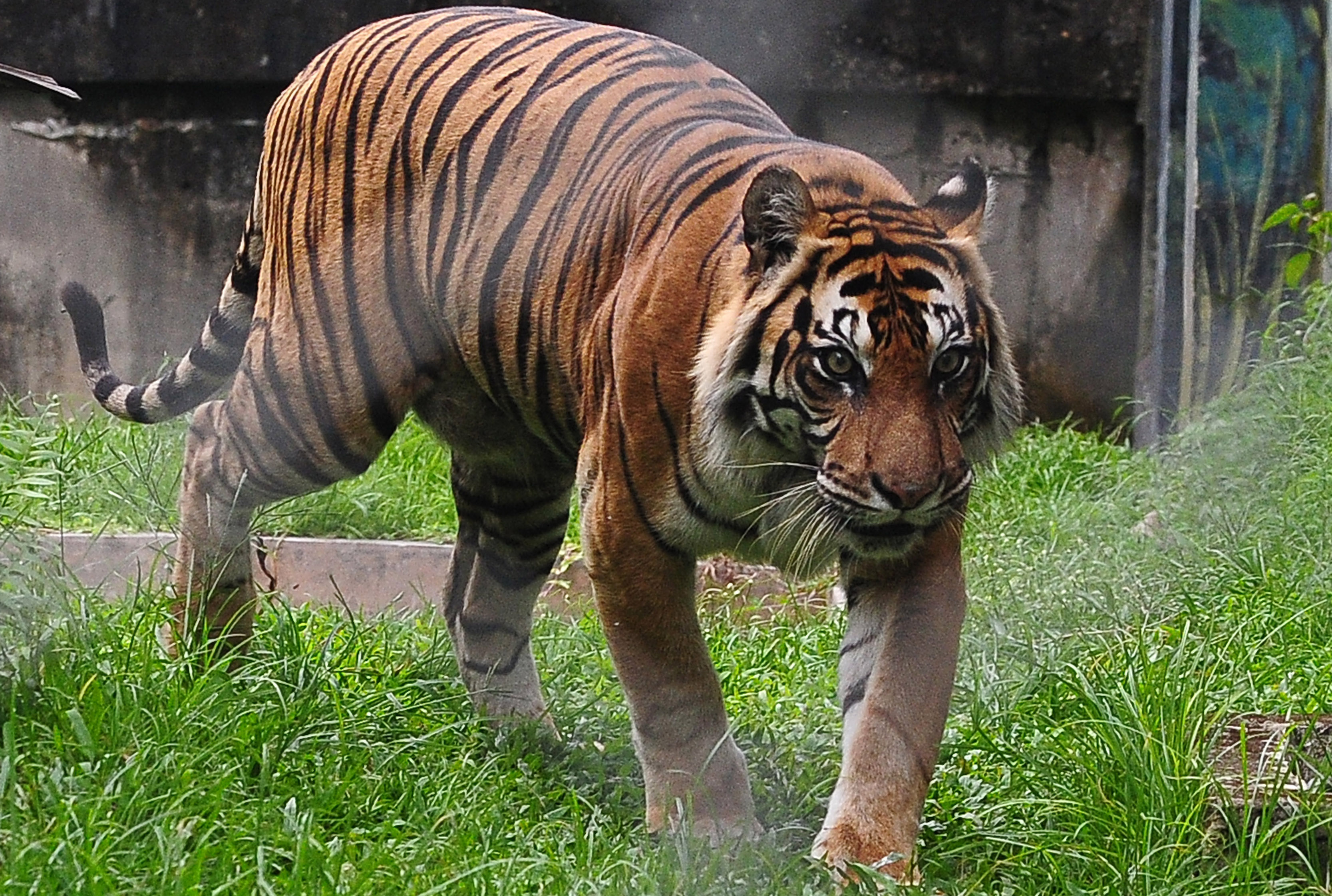 Ilustrasi harimau Sumatra (Panthera tigris sumatrae). 