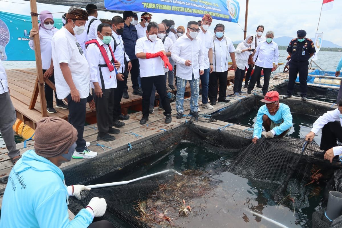 Menteri Kelautan dan Perikanan Sakti Wahyu Trenggono saat panen raya Lobster di Buleleng Bali beberapa hari lalu.