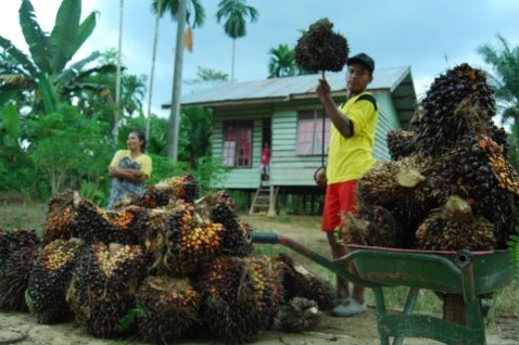 Petani Aceh Utara Nikmati Harga Sawit Termahal 