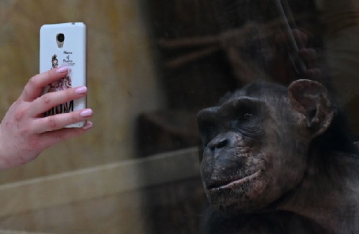 (Ilustrasi) Simpanse di dua kebun binatang di Republik Ceko dihibur lewat panggilan video. 
