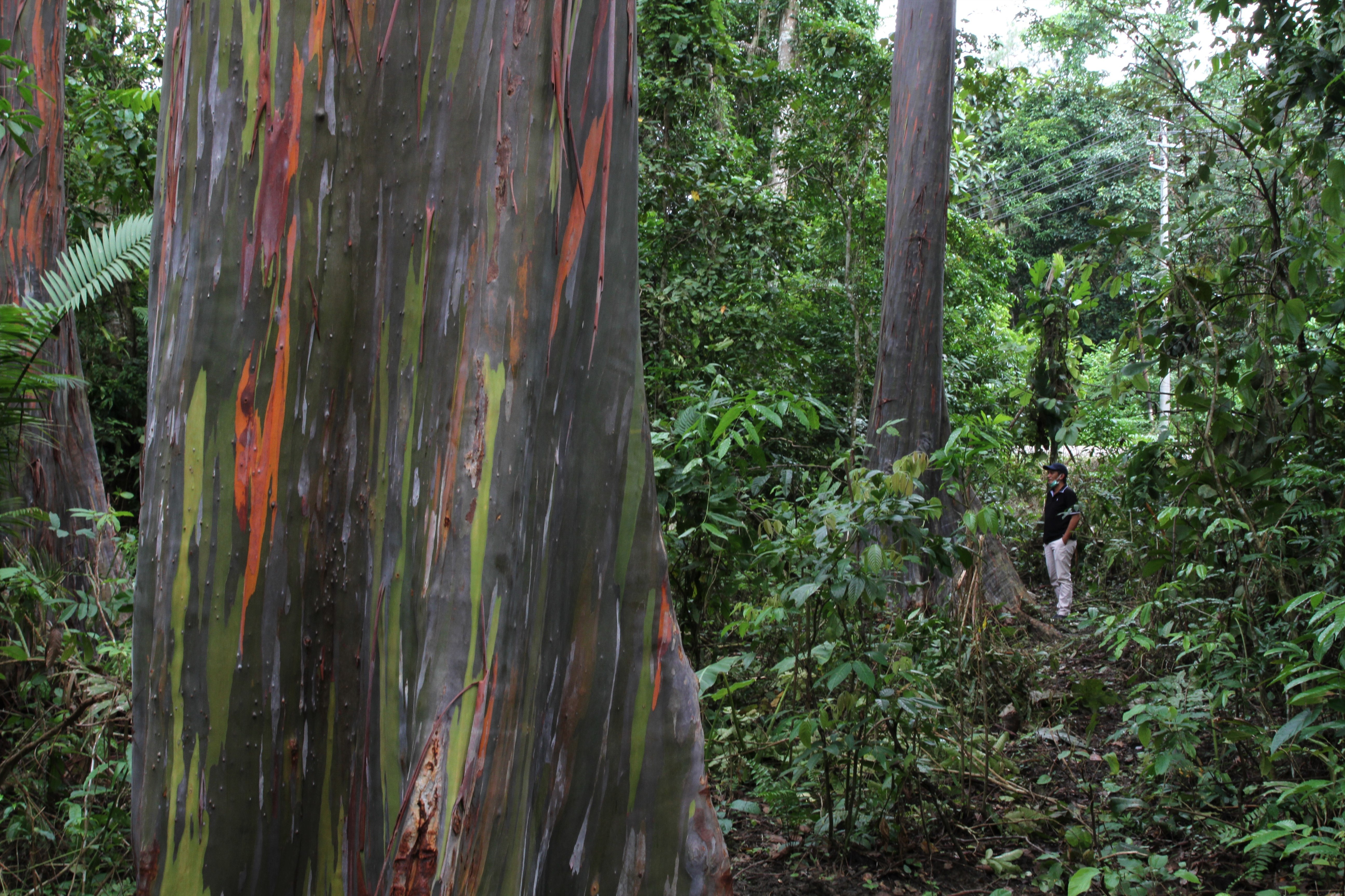 Pengunjung berdiri di bawah sejumlah pohon leda (Eucalyptus deglupta) di kawasan Hutan Lindung Wakonti, Baubau, Sulawesi Tenggara.