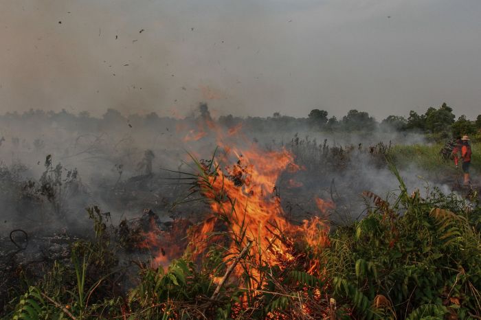 Luas Lahan Gambut Terbakar di Aceh Mencapai 5,5 Hektare