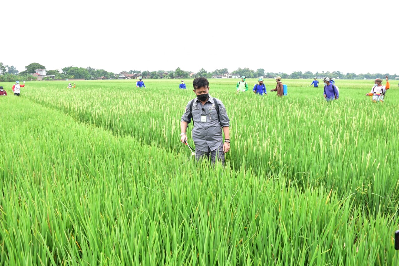 Mentan Syahrul Yasin Limpo melakukan penyemprotan pada saat kunjungan kerja di Desa Kaling, Tasik Madu, Karanganyar, Jatim, Jumat (5/3)..