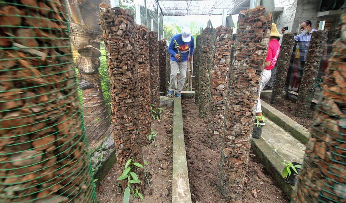 Budi daya vanili di pekarangan rumah warga Desa Ua, Kecamatan Mauponggo, Kabupaten Negekeo, NTT