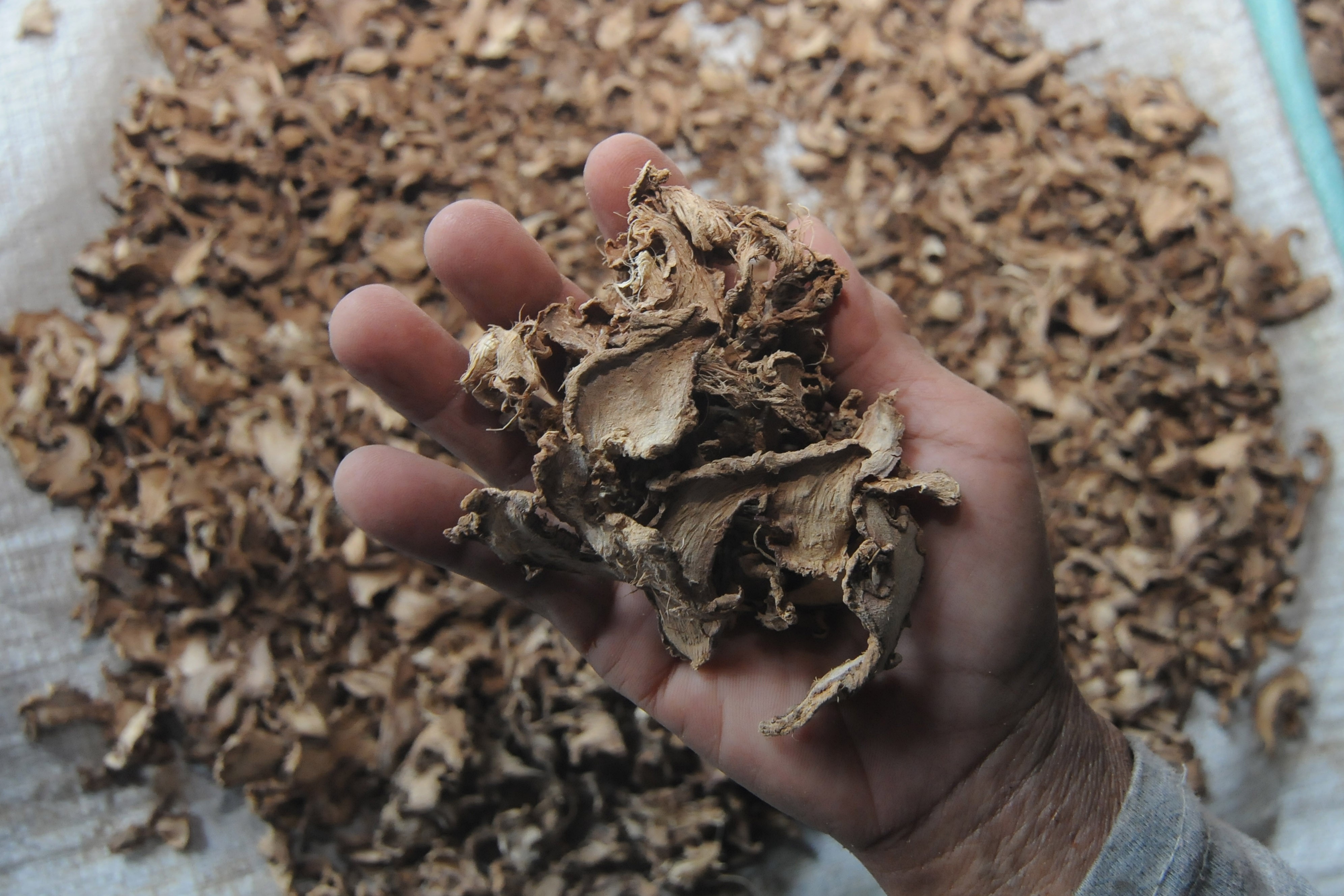 Pekerja menunjukkan jahe merah kering sebagai bahan minuman tradisional di Rembun, Nogosari, Boyolali, Jawa Tengah, beberapa waktu lalu.