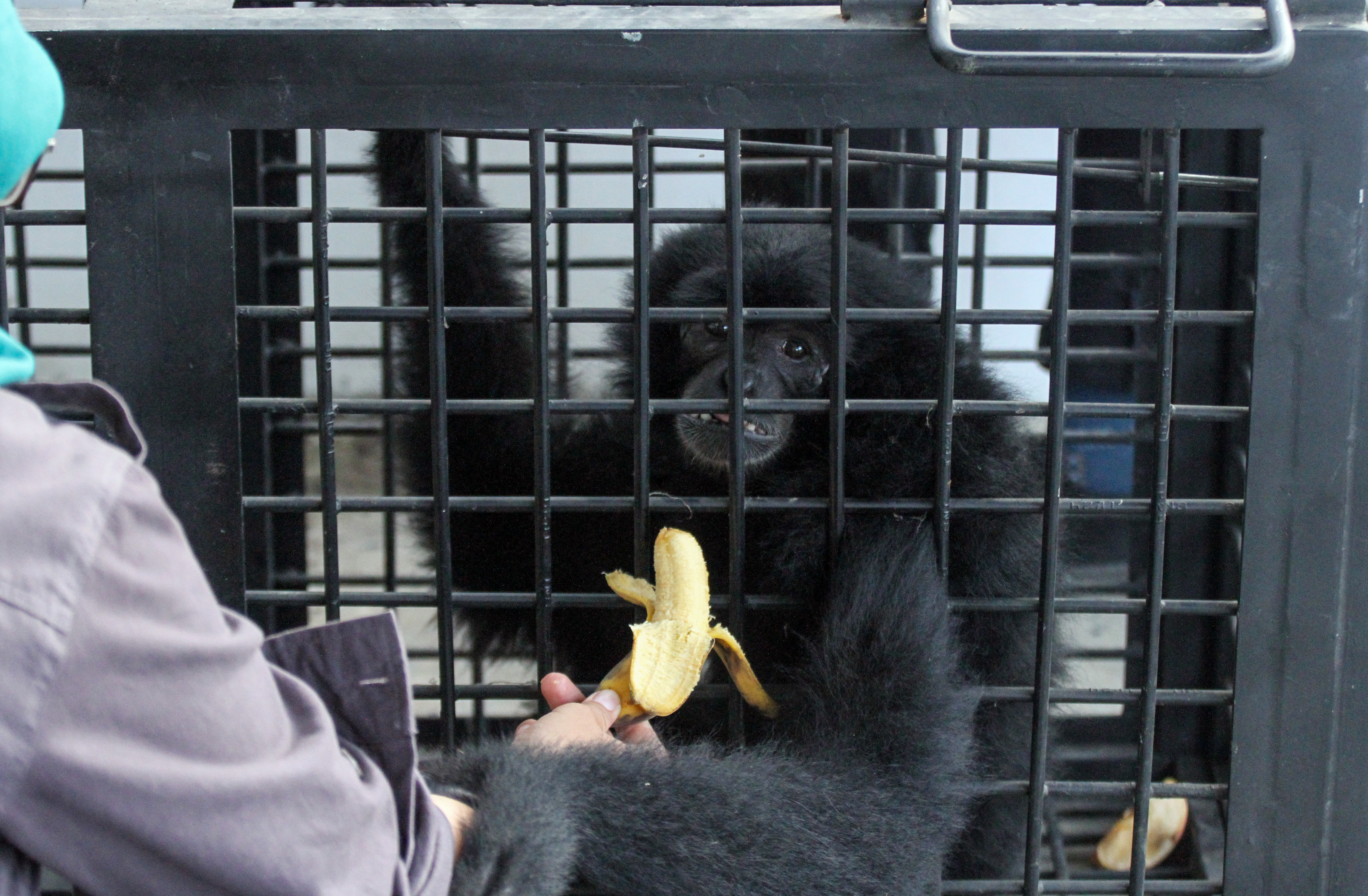 Petugas memberi pisang untuk Siamang (Symphalangus syndactylus) di BKSDA resort Aceh Utara, Aceh.