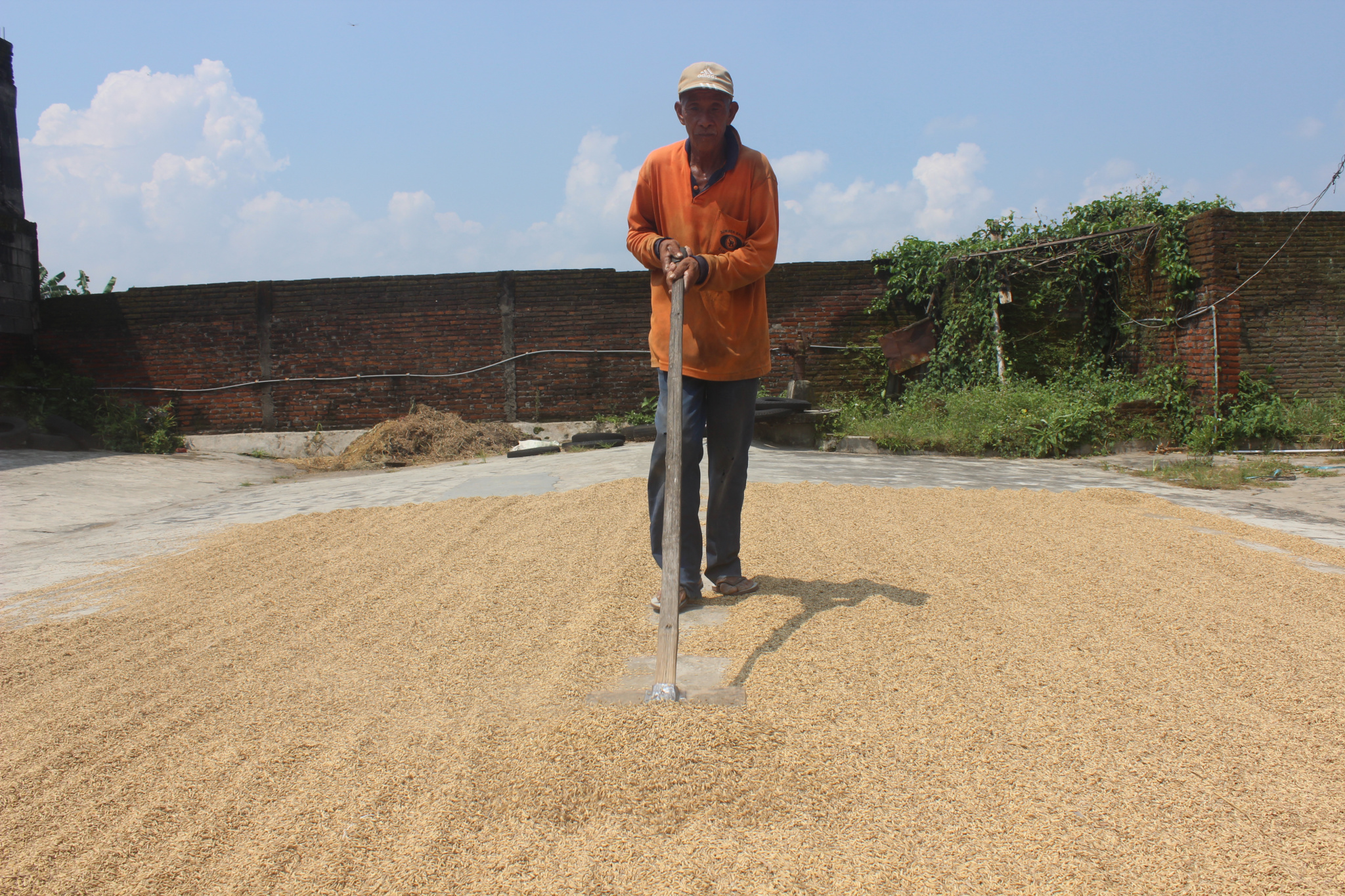 Petani di Gunungrejo, Kecamatan Singosari, Malang, Jawa Timur sedang menjemur gabah.