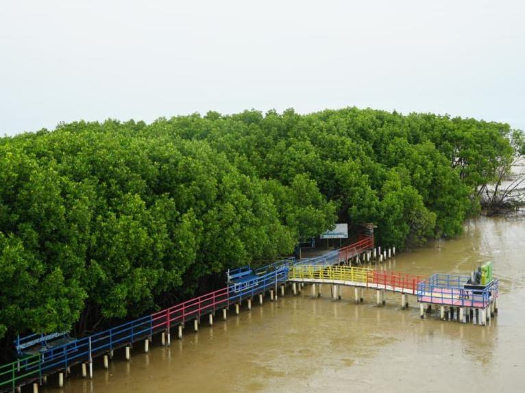 Mangrove.