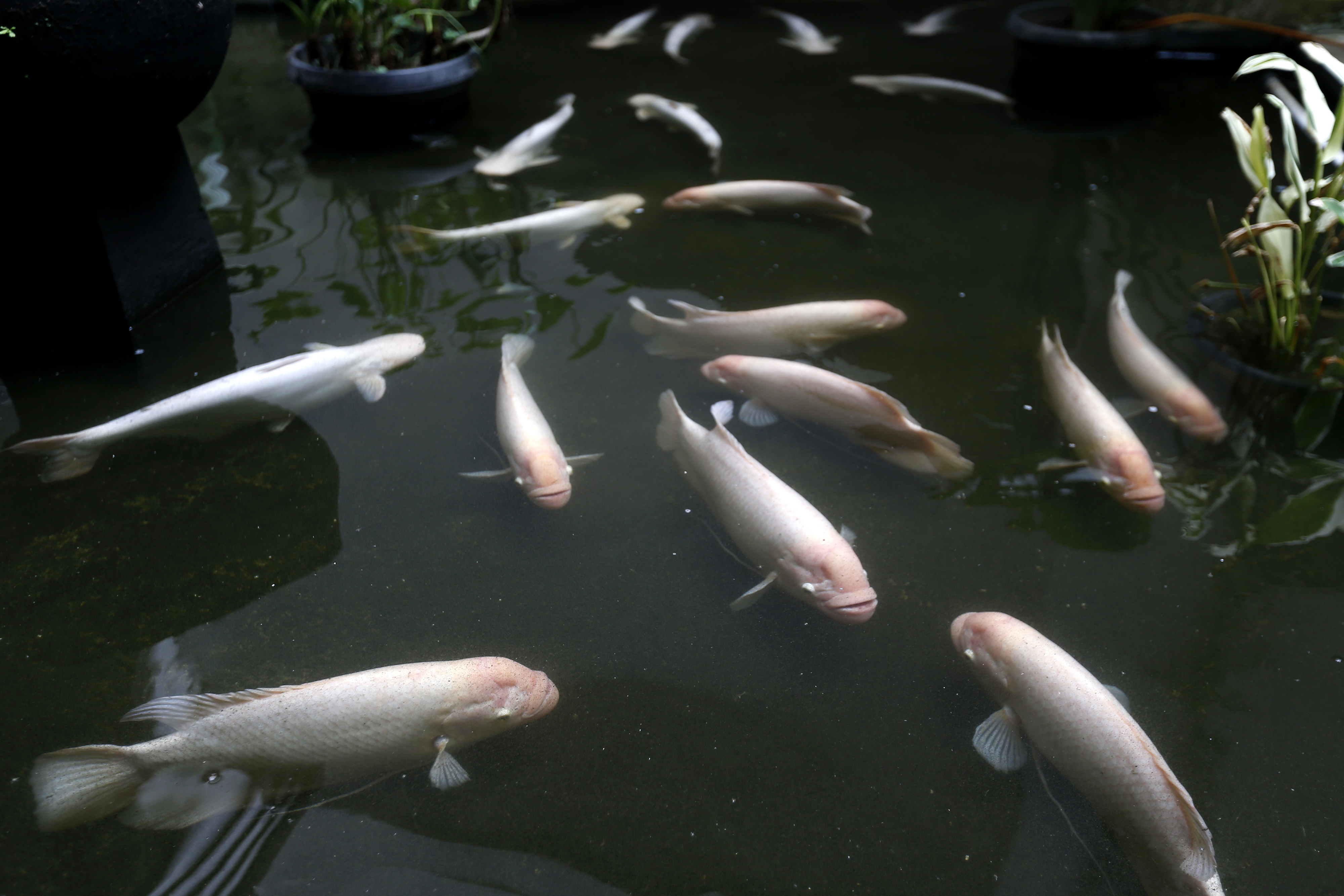 Kegemaran memelihara ikan hias semakin meningkat di saat pandemi covid-19 karena banyak kegiatan dilakukan di rumah.