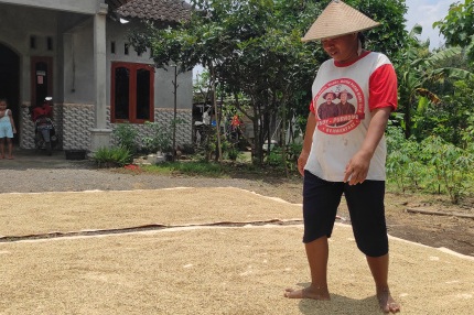 Harga Gabah Tinggi, Petani Enggan Jual ke Bulog