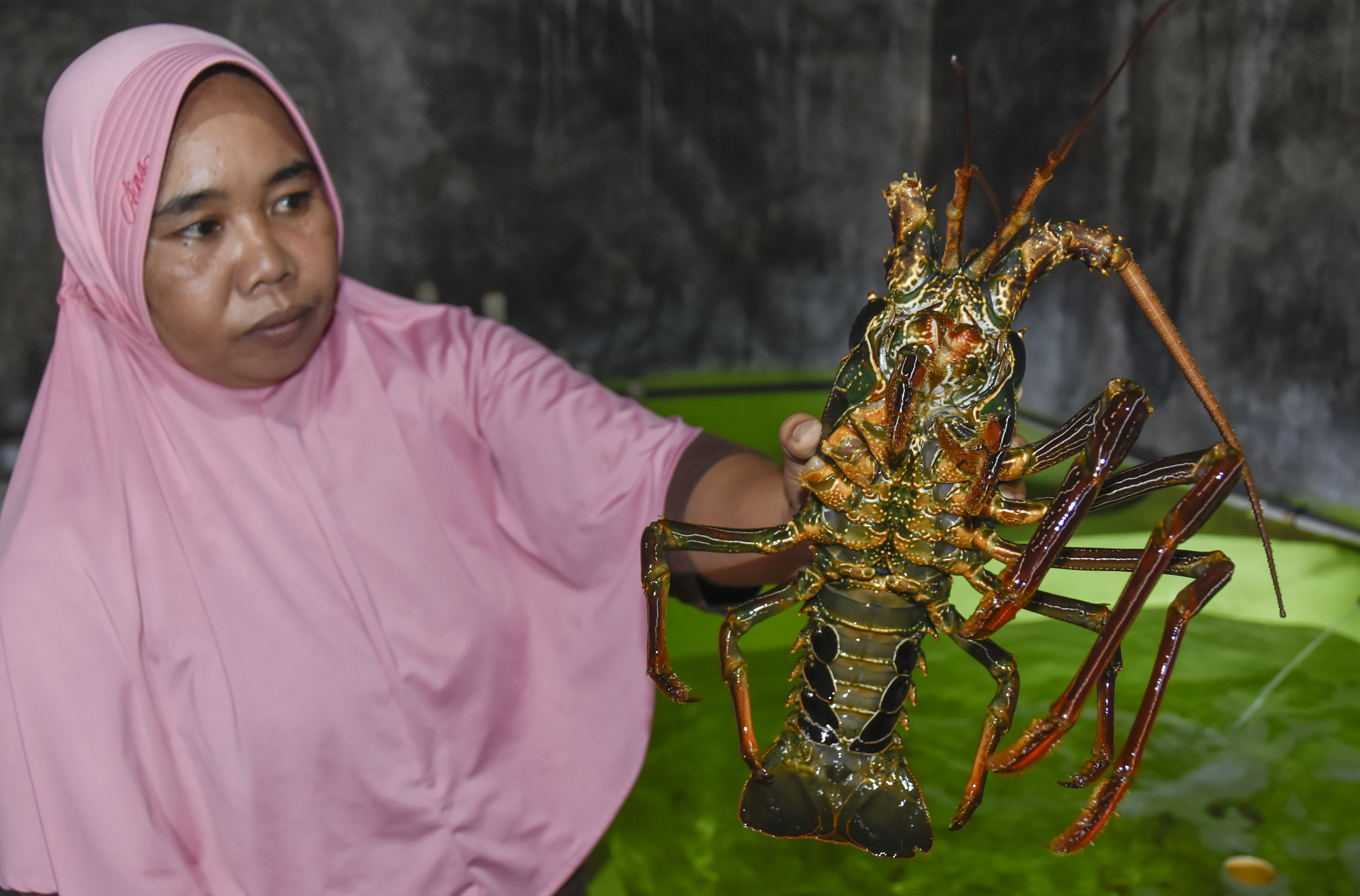 Inak Yani menunjukkan lobster jenis batu hasil budidayanya, di Dusun Gerupuk, Desa Sengkol, Kecamatan Pujut, Praya, Lombok Tengah, NTB.