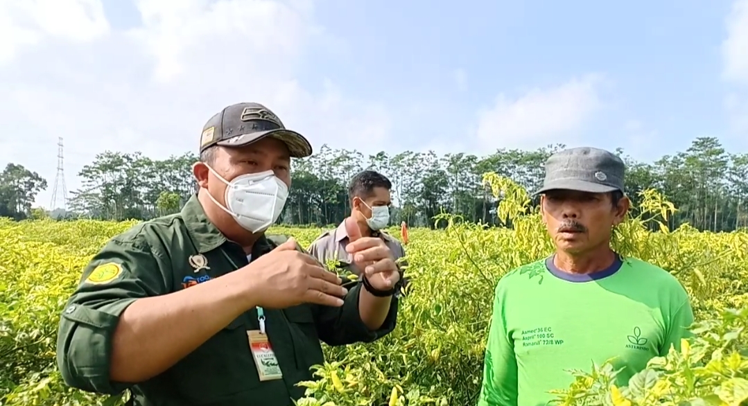 Direktur Jenderal Hortikultura Kementan Prihasto Setyanto mengamati tanaman cabai.