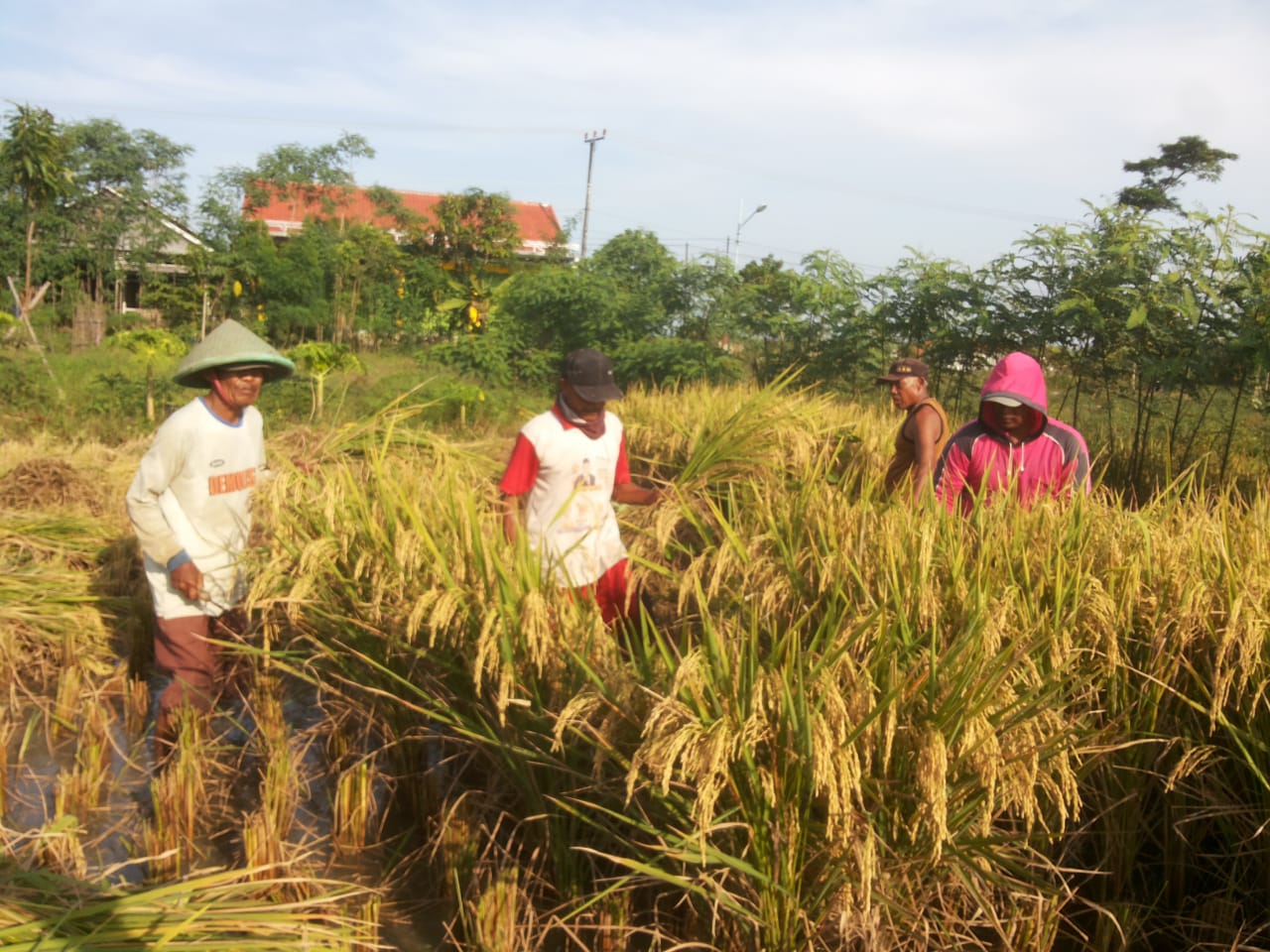 Petani melakukan panen raya di Kabupaten Tegal dan Brebes, Jawa Tengah, Minggu (21/3).