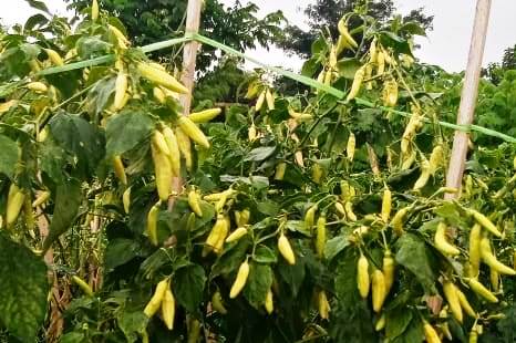 Ditjen Hortikultura Optimalkan Digitalisasi Pacu Pemasaran Hasil