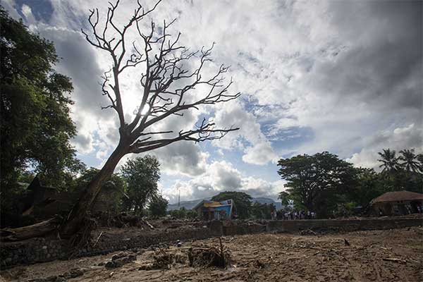 Sebuah pohon mengering di lokasi terdampak banjir bandang di Adonara Timur, Kabupaten Flores Timur, Nusa Tenggara Timur