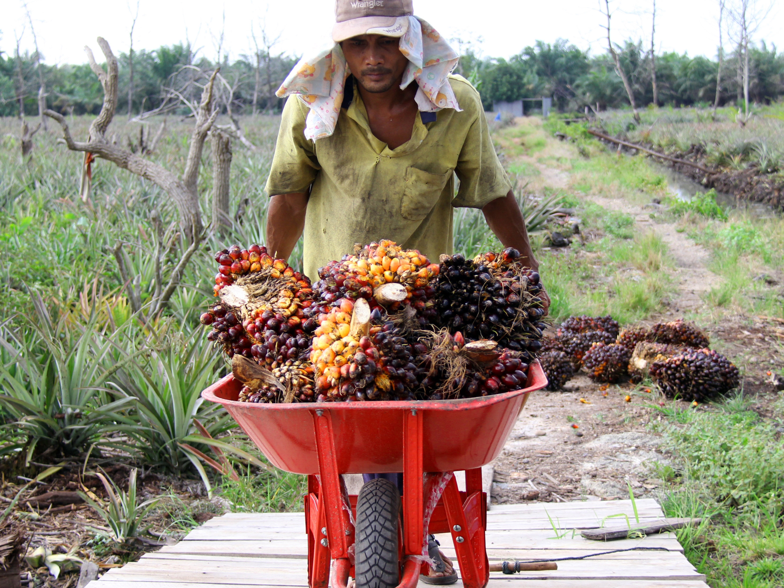 Ekspor Minyak Sawit Meroket Jadi 3,24 Juta Ton