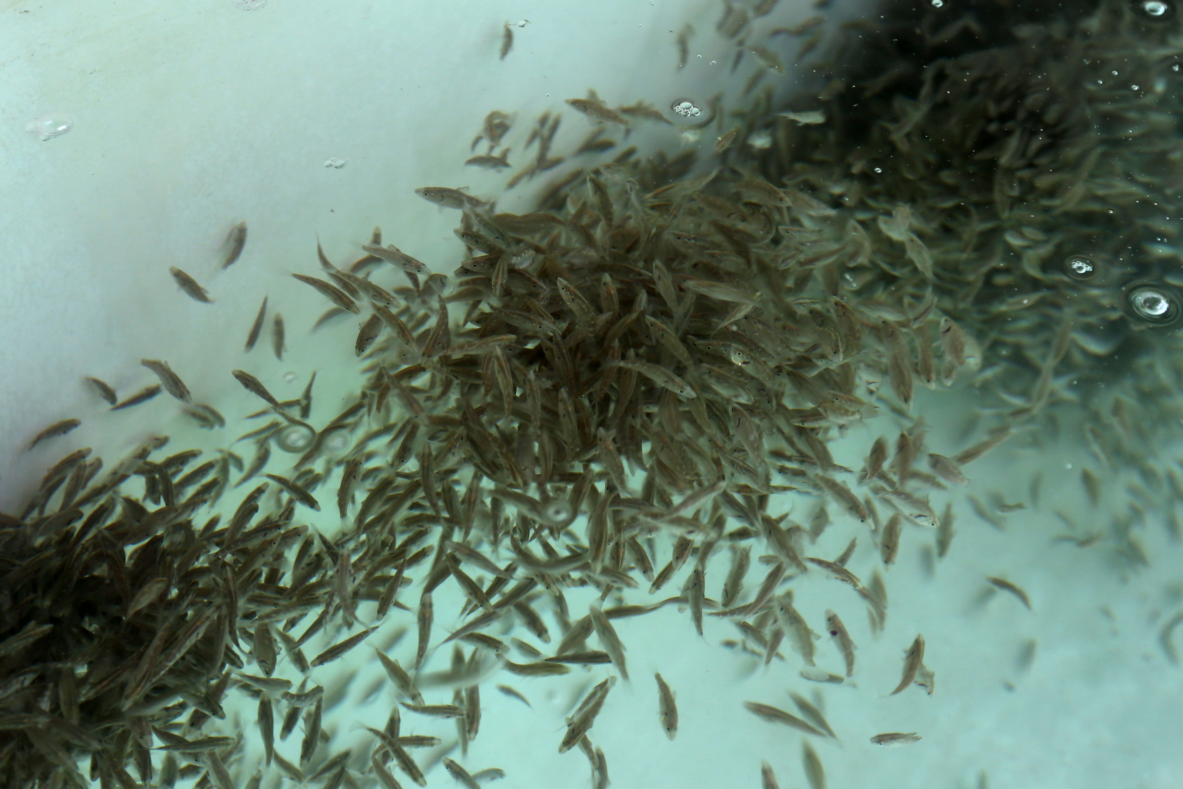 Ilustrasi budidaya ikan