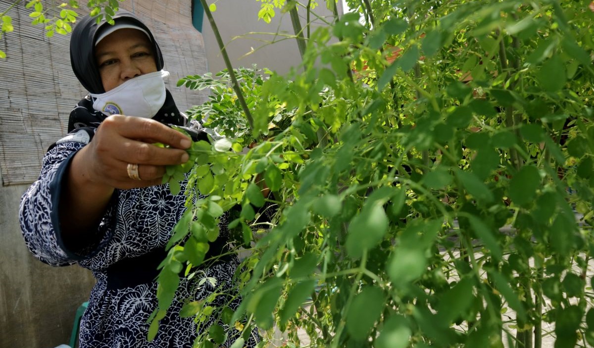 Umi Sriwahyuni mengambil daun kelor, Kelurahan Pulorejo, Kota Mojokerto, Jawa Timur, beberapa waktu lalu.