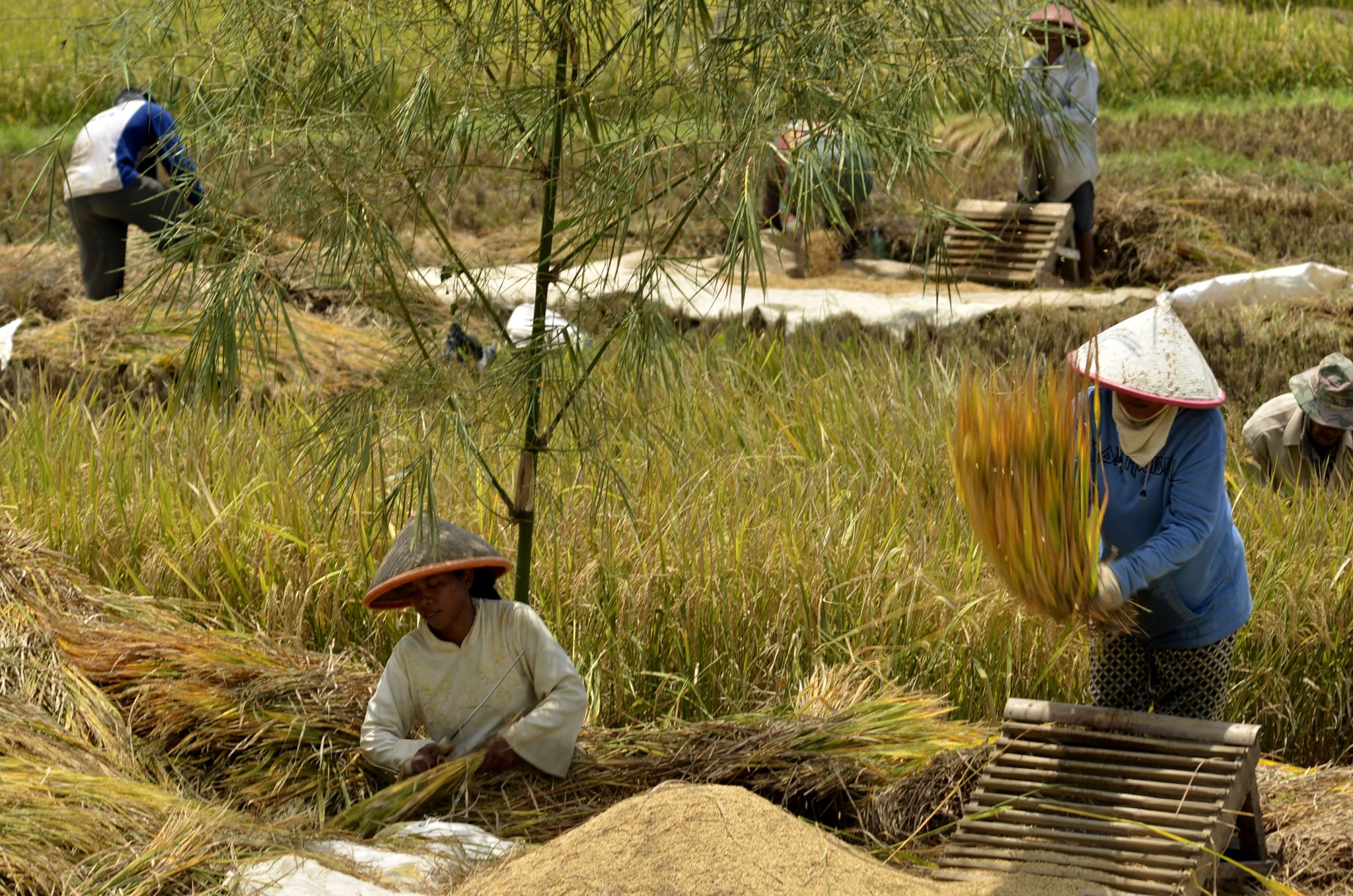  Para petani mulai memasuki panen raya seperti terlihat di Keca matan Kesugihan, Cilacap, Jawa Tengah.