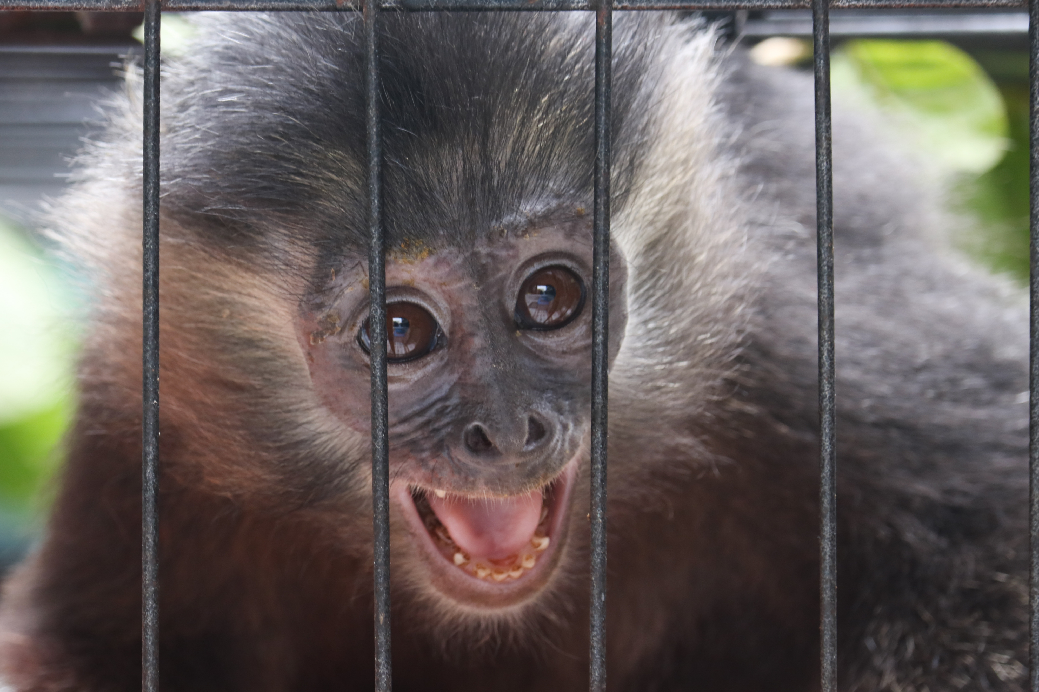 Lutung budeng (Trachypithecus auratus) satwa yang dilindungi karena terancam punah.
