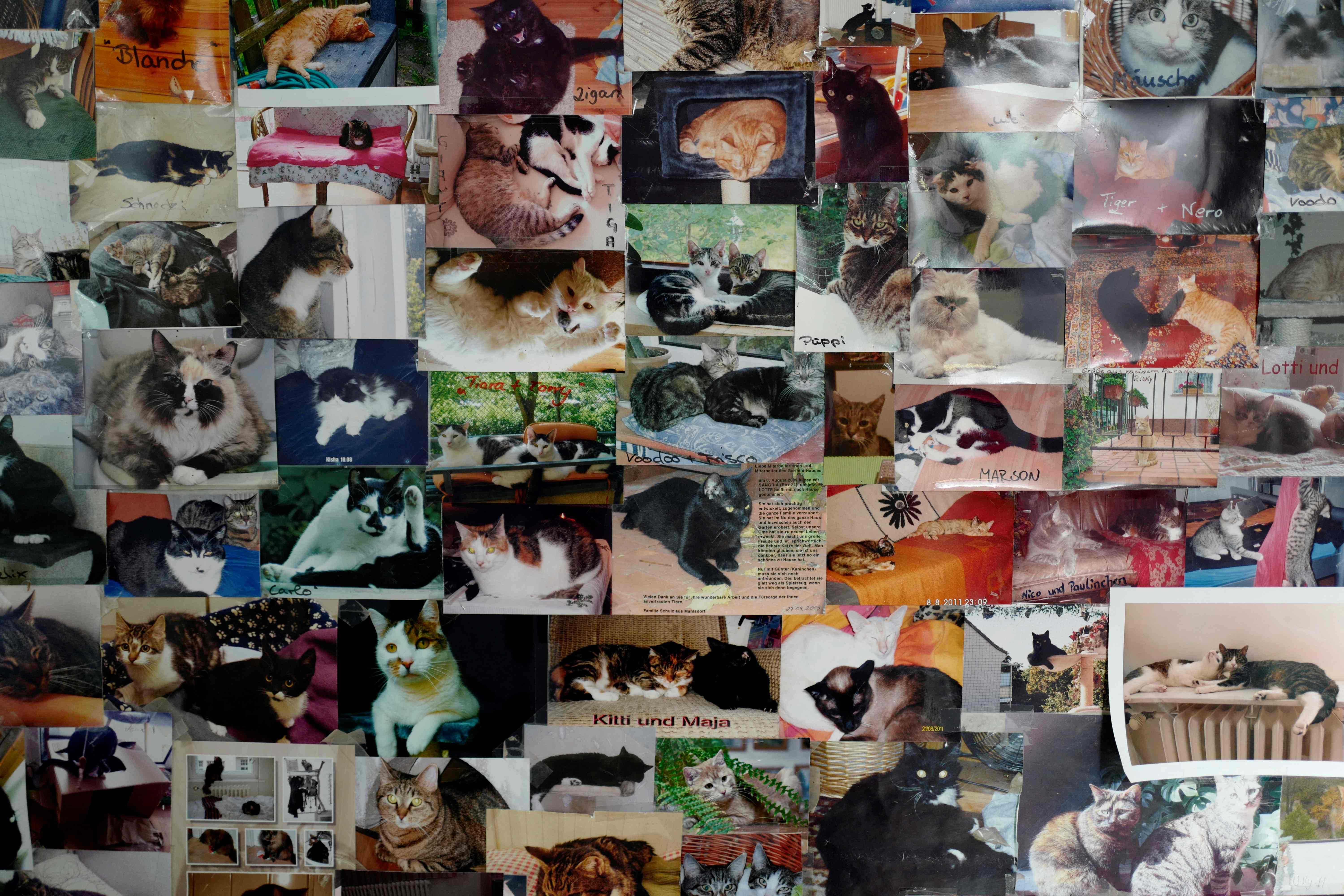 Foto sejumlah kucing yang berhasil diadopsi menutupi dinding di penampungan hewan Tierheim Berlin 