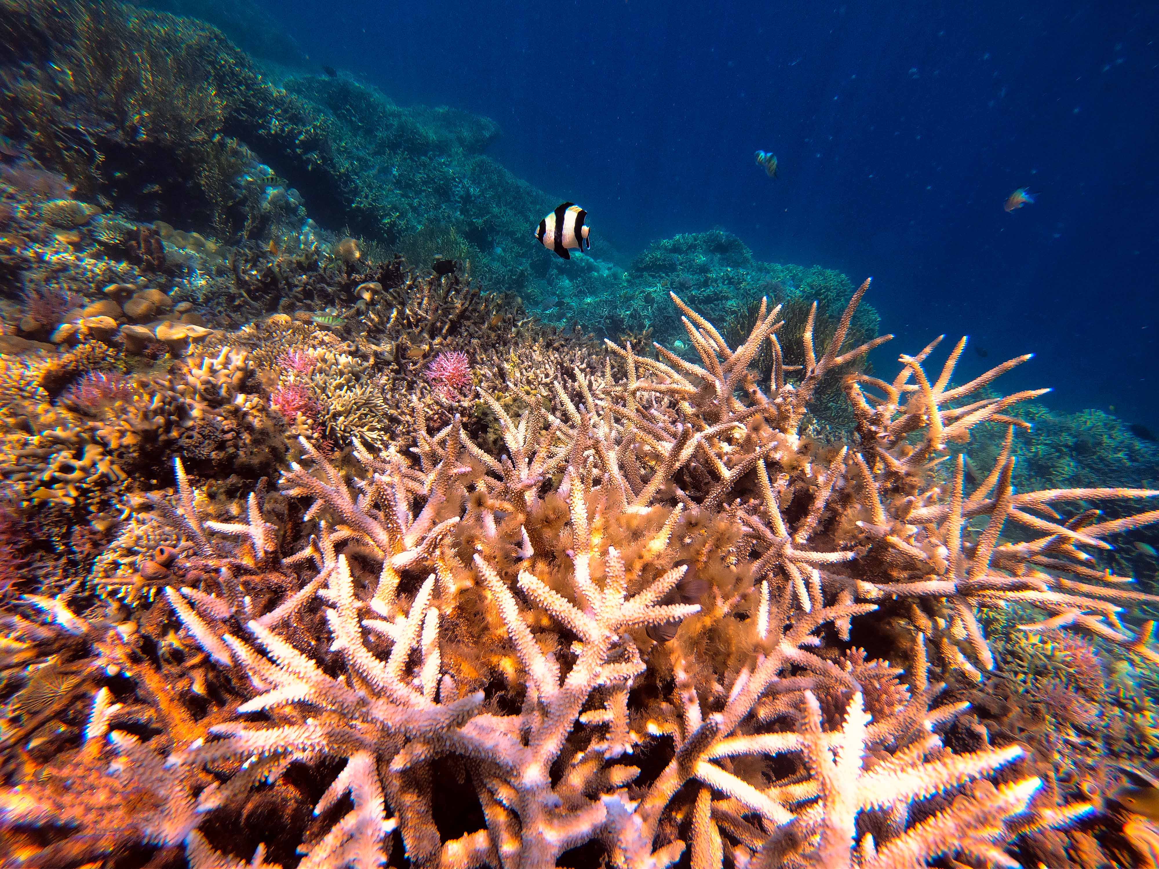 ekosistem terumbu karang Indonesia