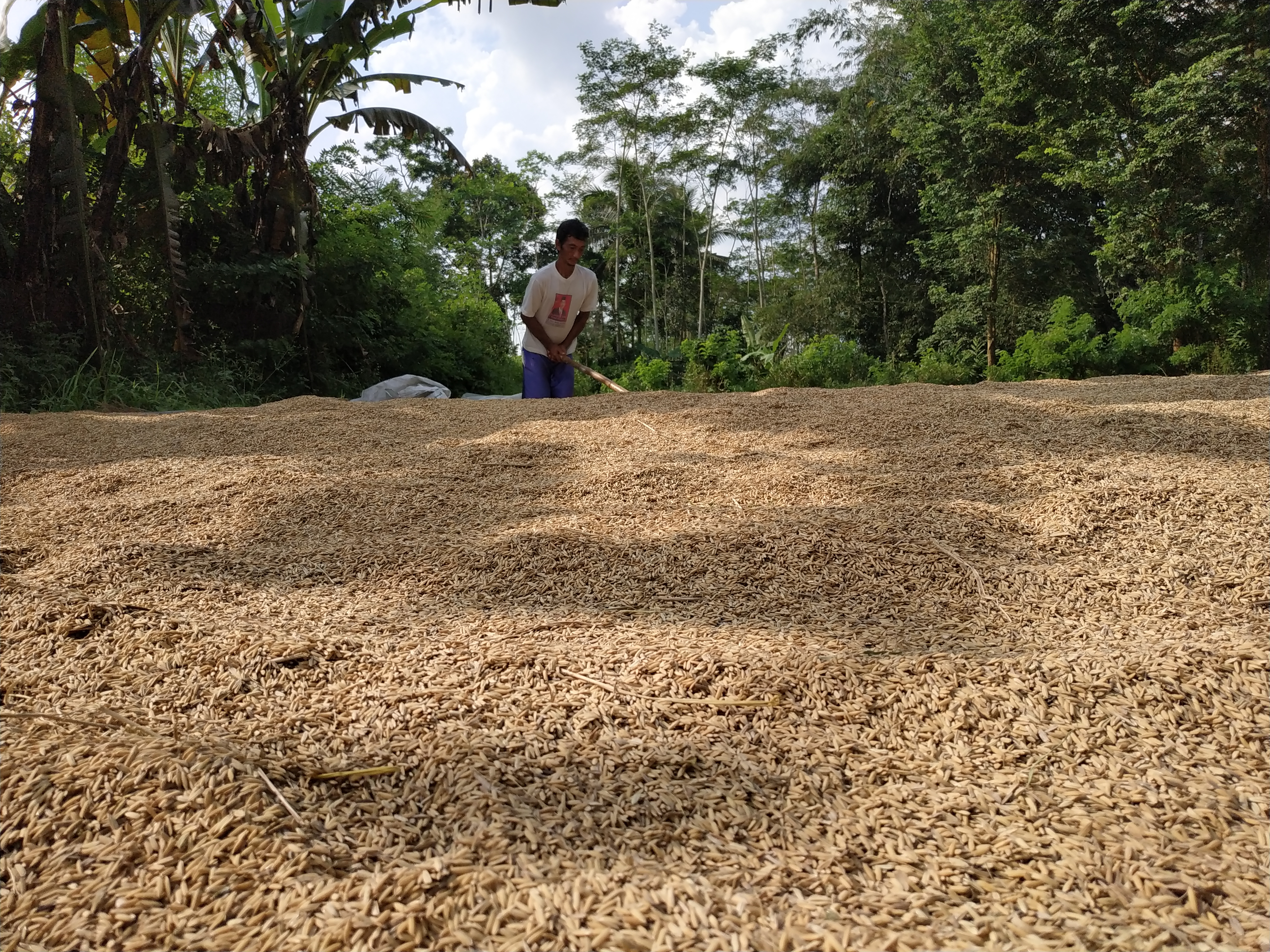 Seorang pekerja menjemur gabah di Desa Lungge, Temanggung