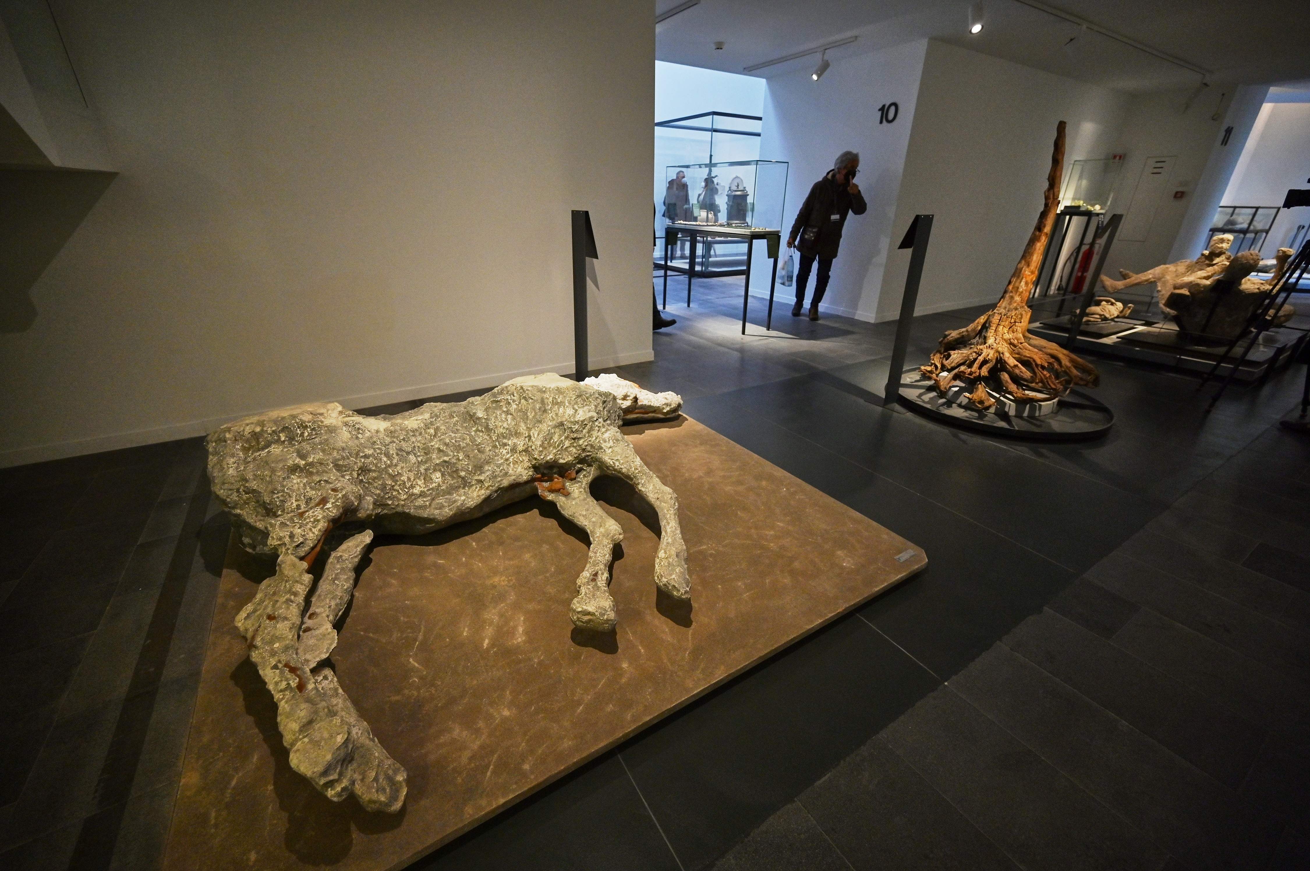 Seorang pengunjung melihat replika bangkai kuda dari penggalian di Civita Giuliana, di museum Antiquarium Italia.