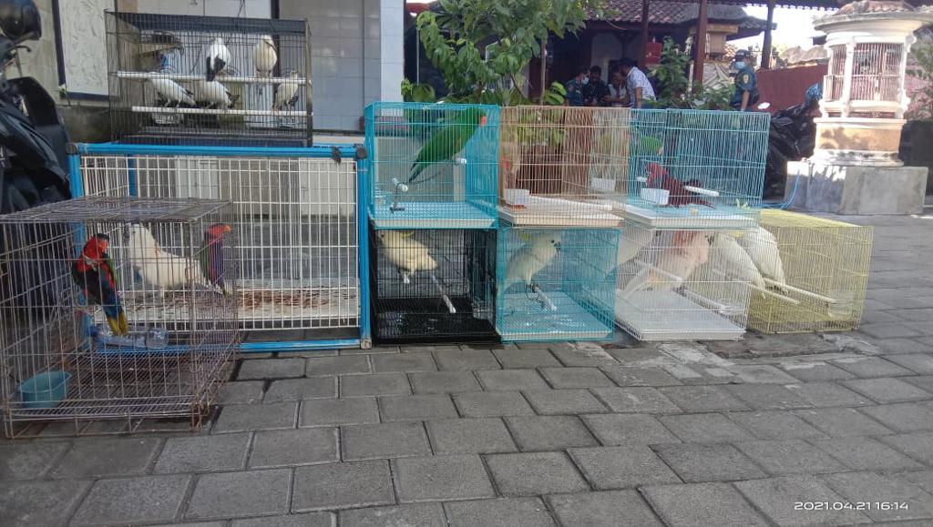 KLHK Sita Puluhan Satwa Dilindungi di Bali  