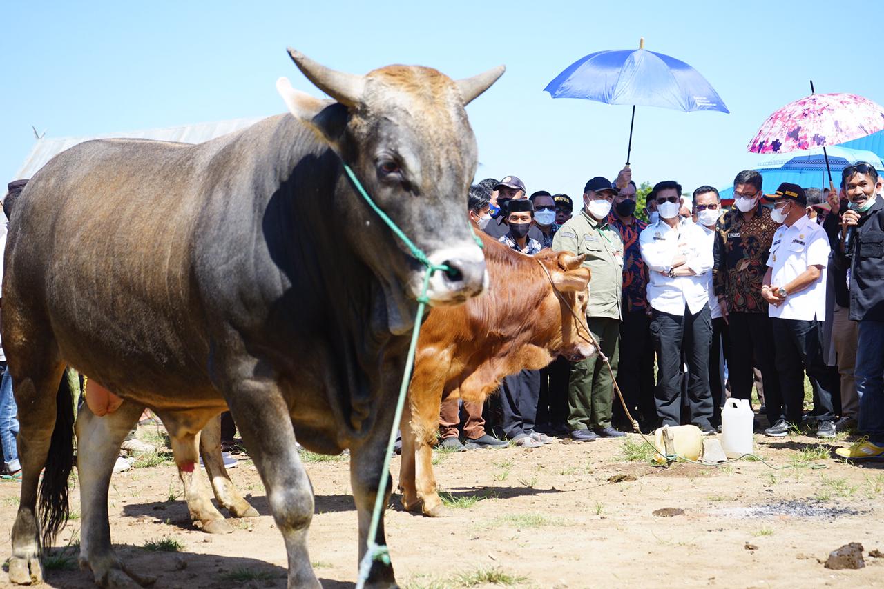 Mentan Syahrul Yasin Limpo menghadiri kegiatan ternak terpadu Program Prioritas Sikomandan di Desa Bontomanai, Rumbia, Jeneponto, Sulsel.
