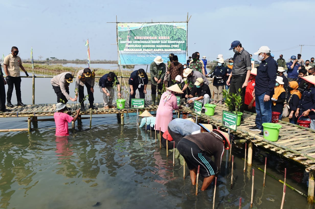 Menteri LHK cek langsung progres padat karya penanaman mangrove di Kabupaten Serang.
