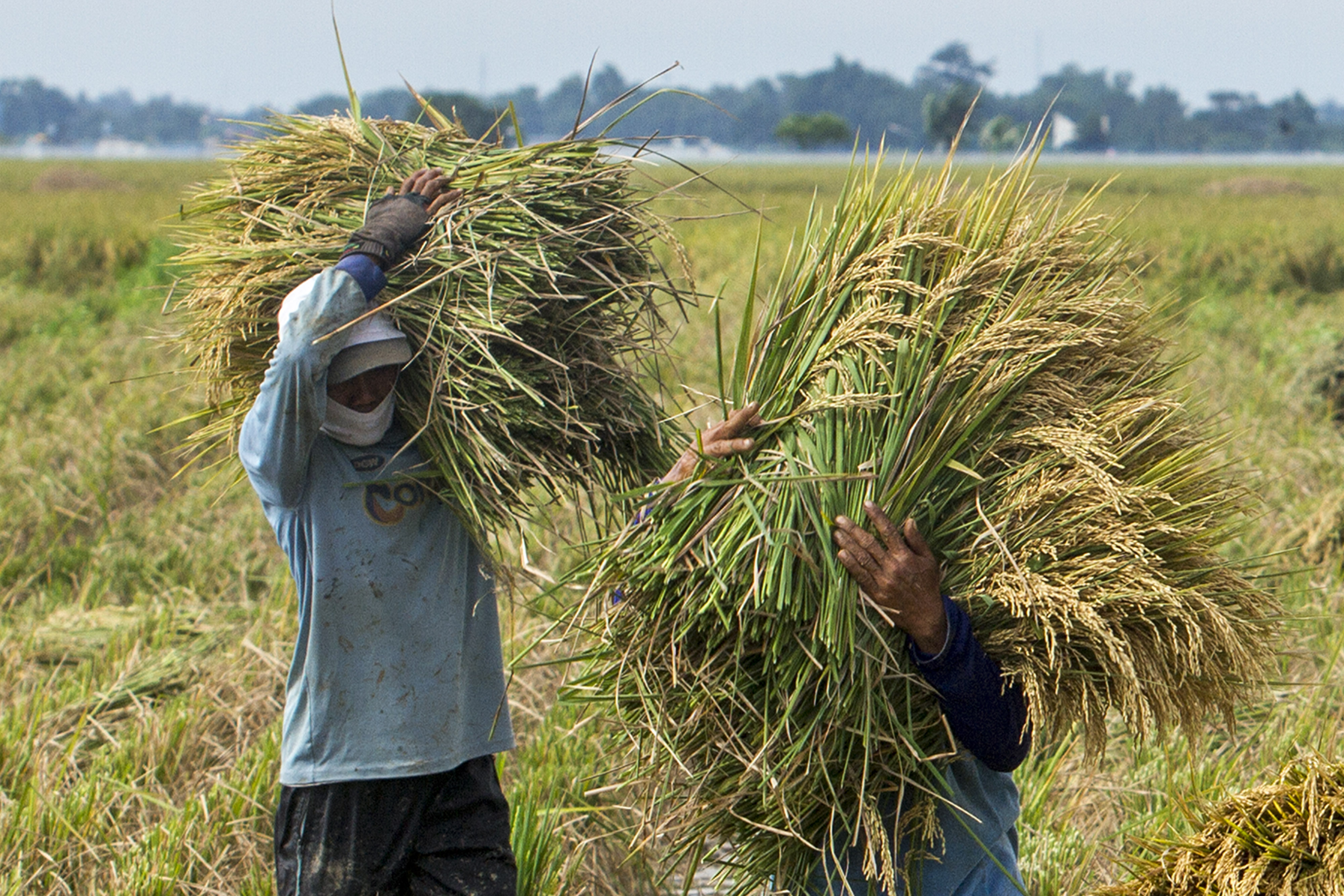 Buruh tani membawa padi hasil panen di areal persawahan Desa Nagasari, Karawang, Jawa Barat, Selasa (9/3).