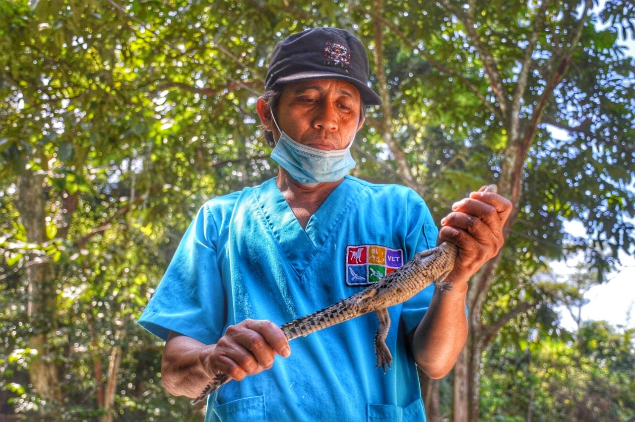 Petugas akan melepasliarkan buaya muara yang disita dalam upaya penyelundupan di Bandara Sultan Syarif Kasim (SSK) II, Pekanbaru, Riau.