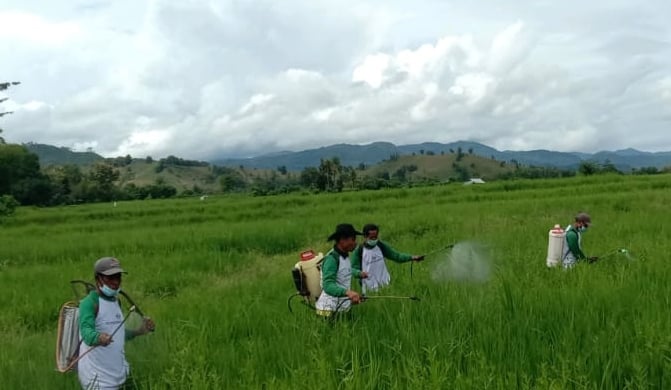 Dengan IPDMIP, Kementerian Pertanian kian gencar meningkatkan kapasitas petani  di Desa ebalae, Kecamatan Pajo, Kabupaten Dompu, NTB.