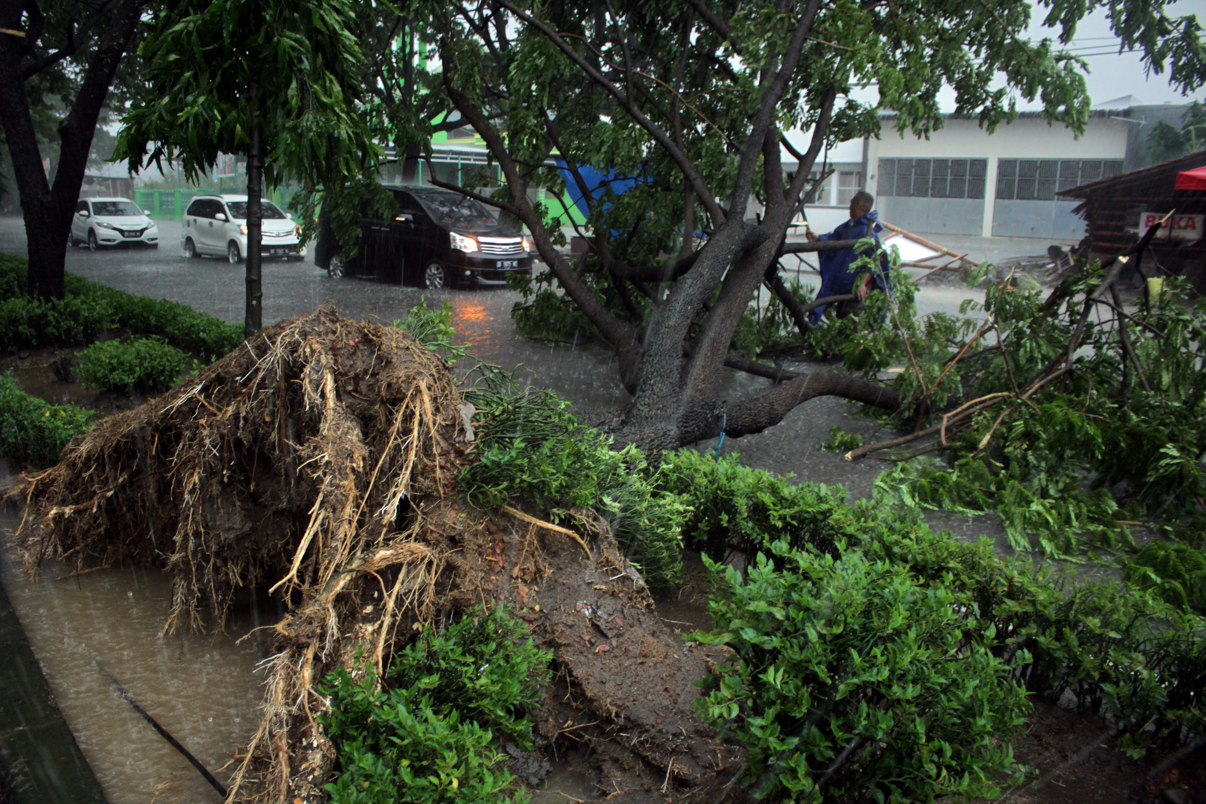 Ilustrasi pohon tumbang akibat hujan disertai angin kencang.