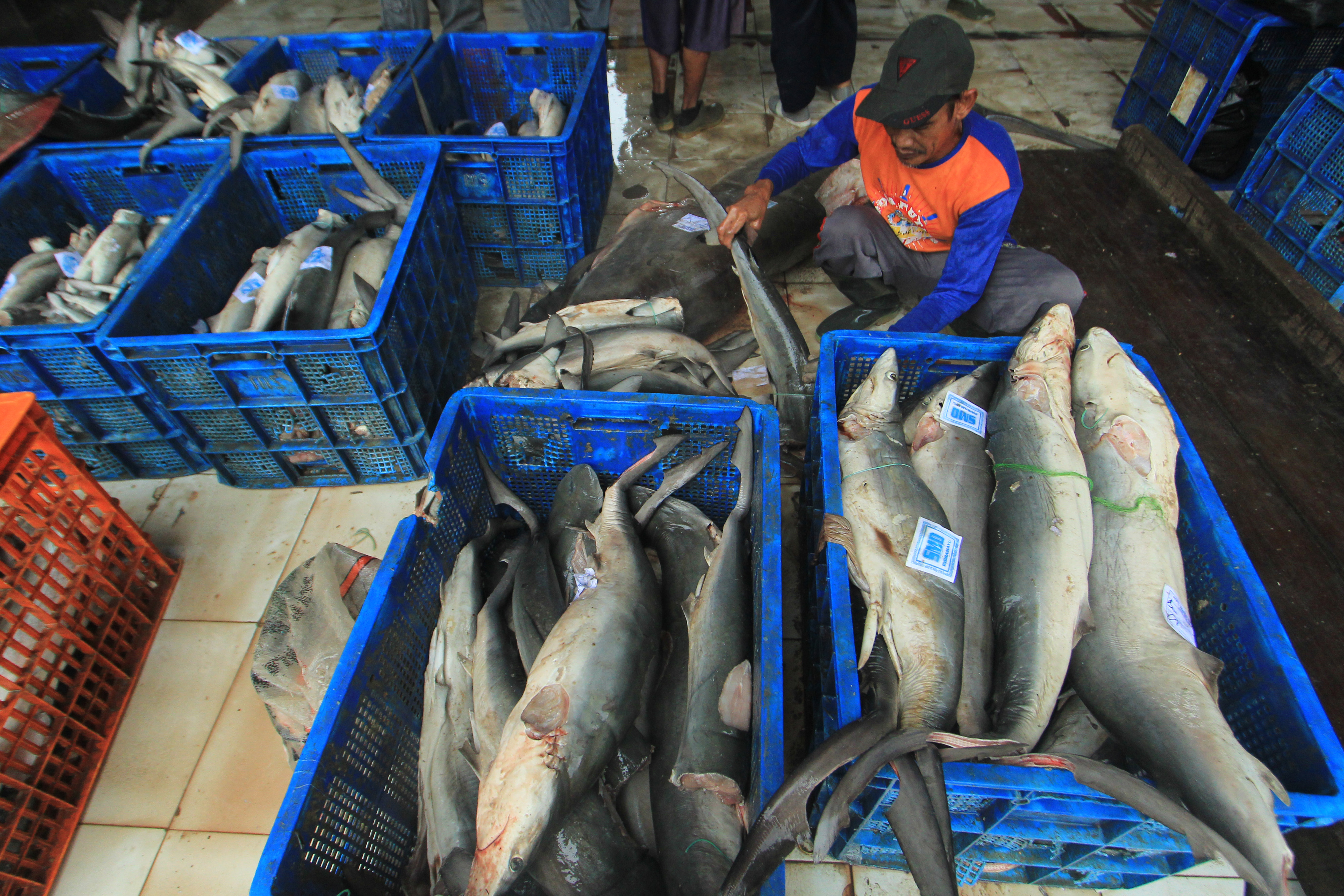 Pekerja mengumpulkan ikan hasil tangkapan nelayan di tempat pelelangan ikan Karangsong, Indramayu