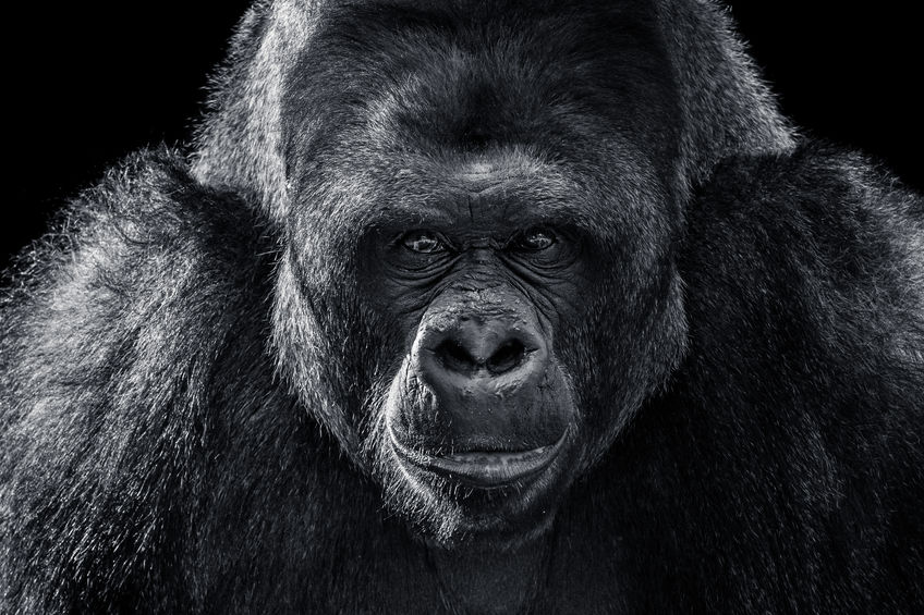 Gorila 