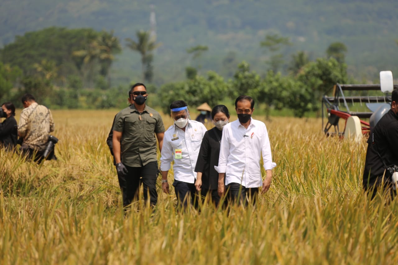Presiden Jokowi, Ketua DPR RI Puan Maharani, dan Mentan Syahrul Yasin Limpo meninjau lokasi panen raya padi di Kabupaten Malang, Jatim.