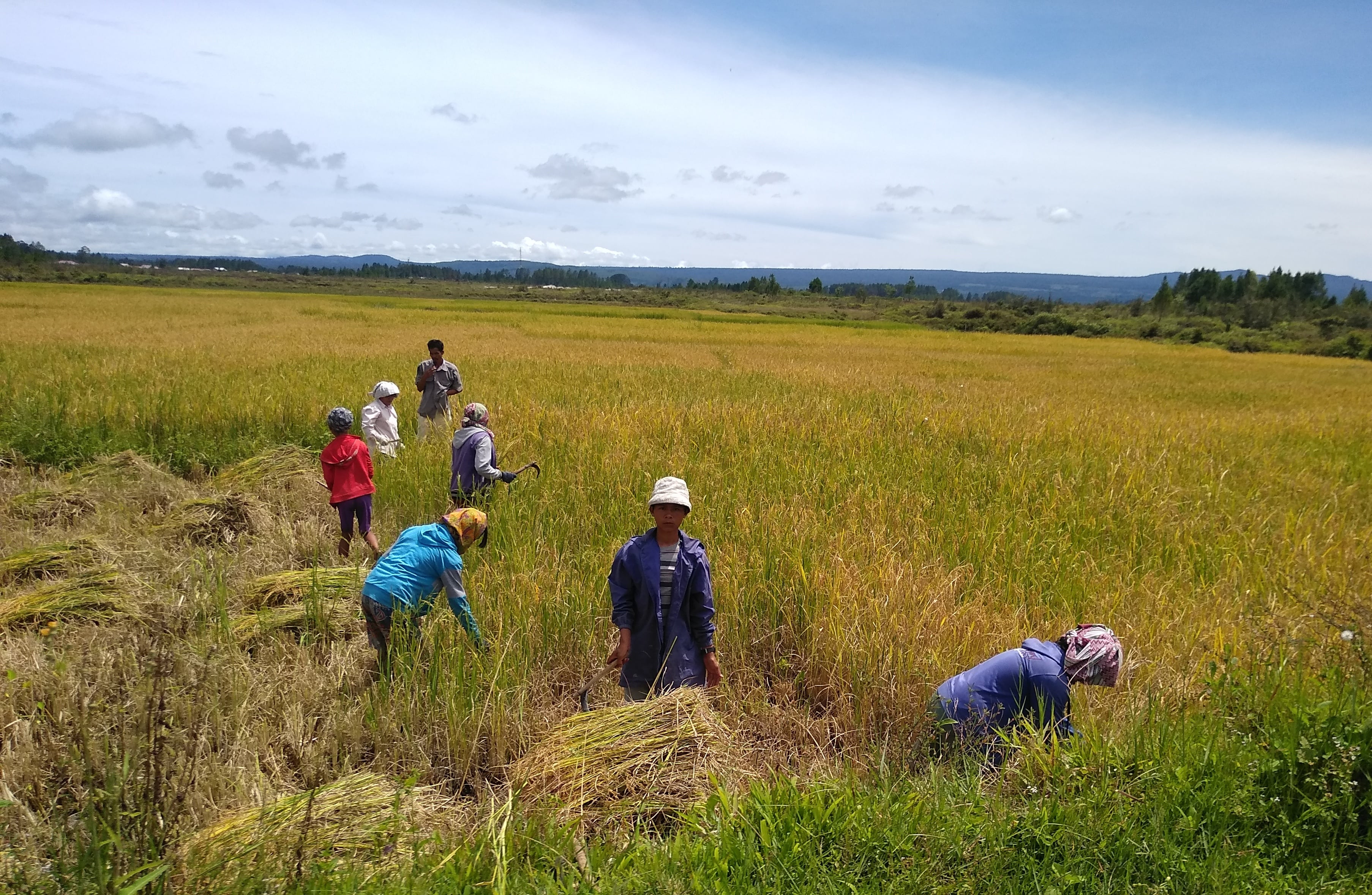 Petani tengah memanen padi, akhir pekan lalu di Tapanuli Utara, Sumatera Utara.