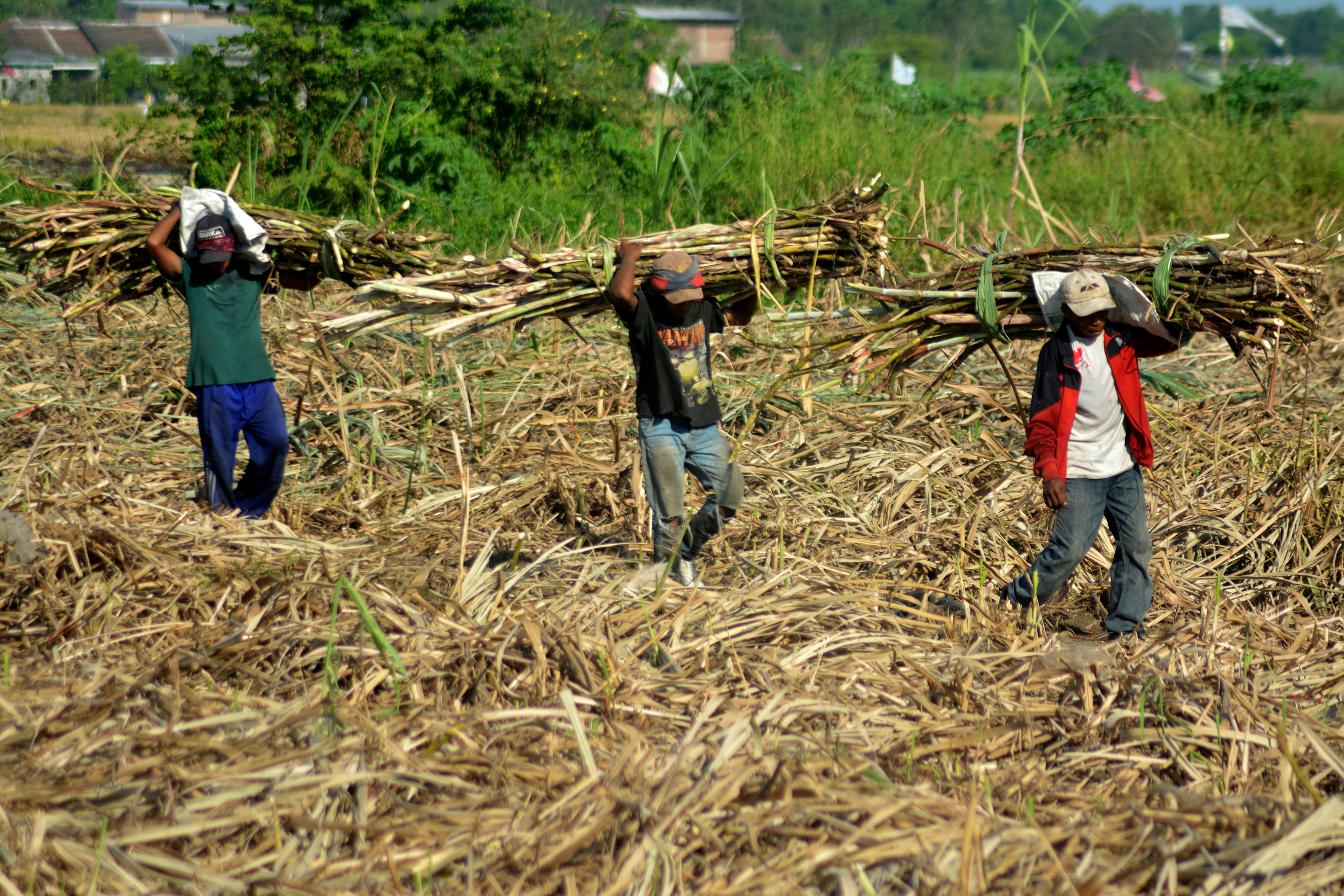 Petani memanen tebu untuk dikirim ke pabrik gula di kawasan Wonoayu, Sidoarjo, Jawa Timur.