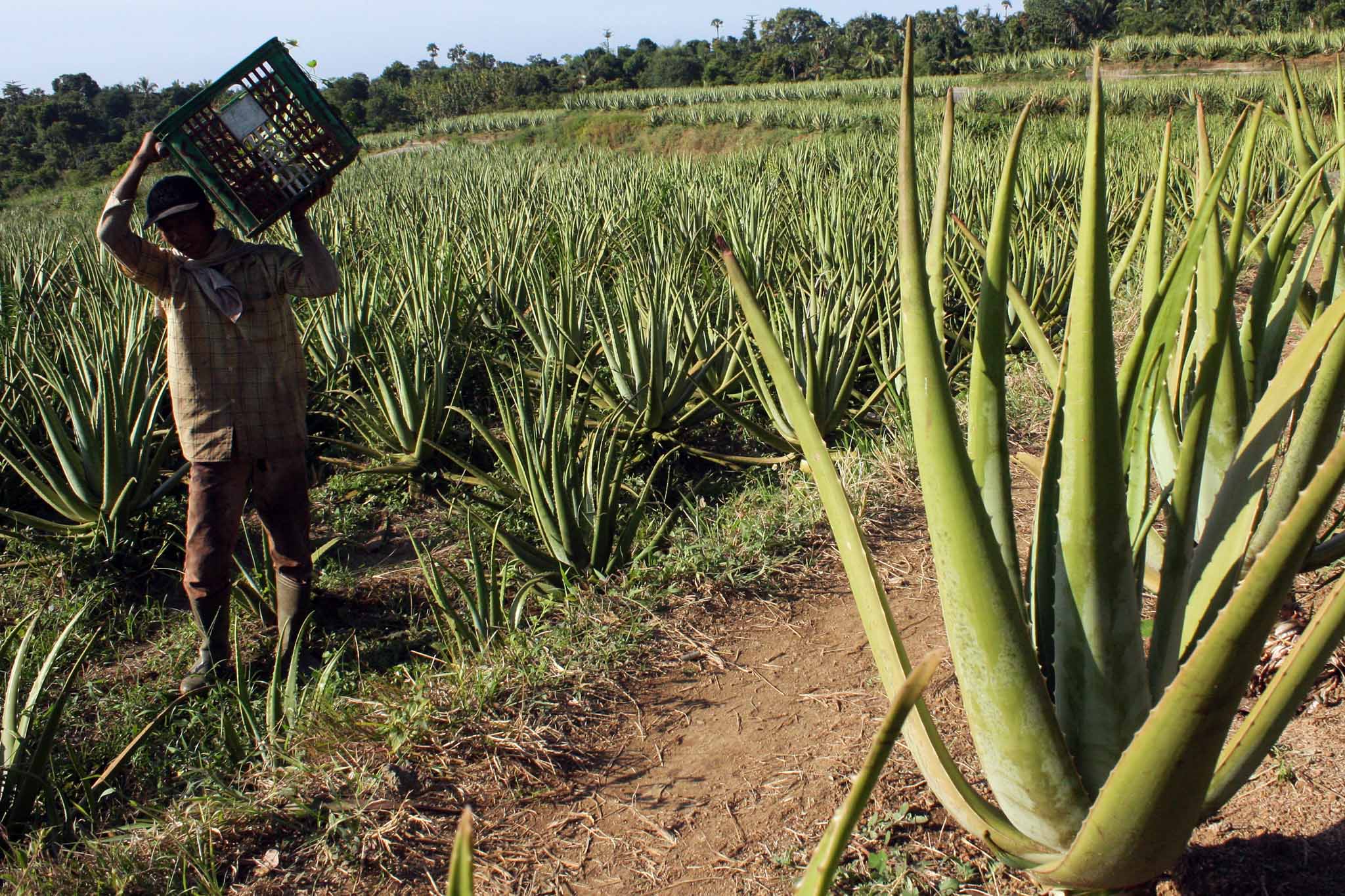 Kebun lidah buaya (aloe vera) di Desa Bulian, Singaraja, Bali.